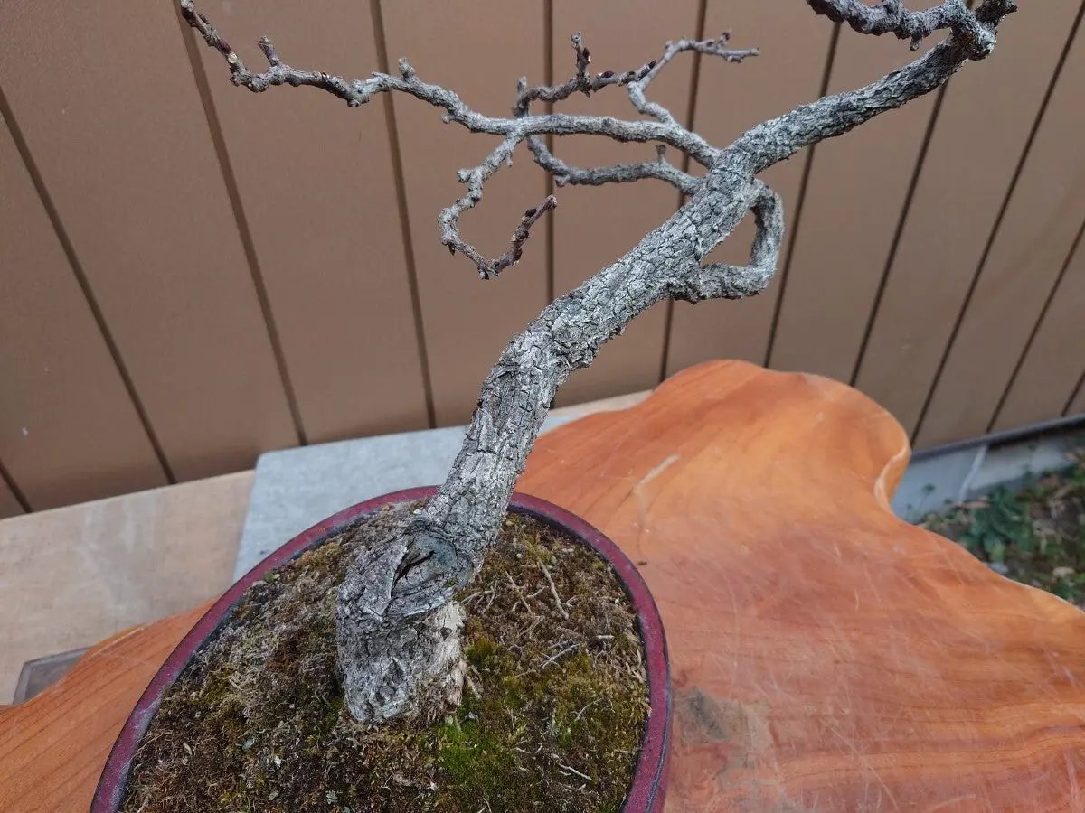 Wisteria floribunda Canada Bonsai