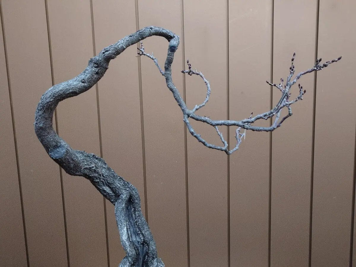 Wisteria floribunda Canada Bonsai