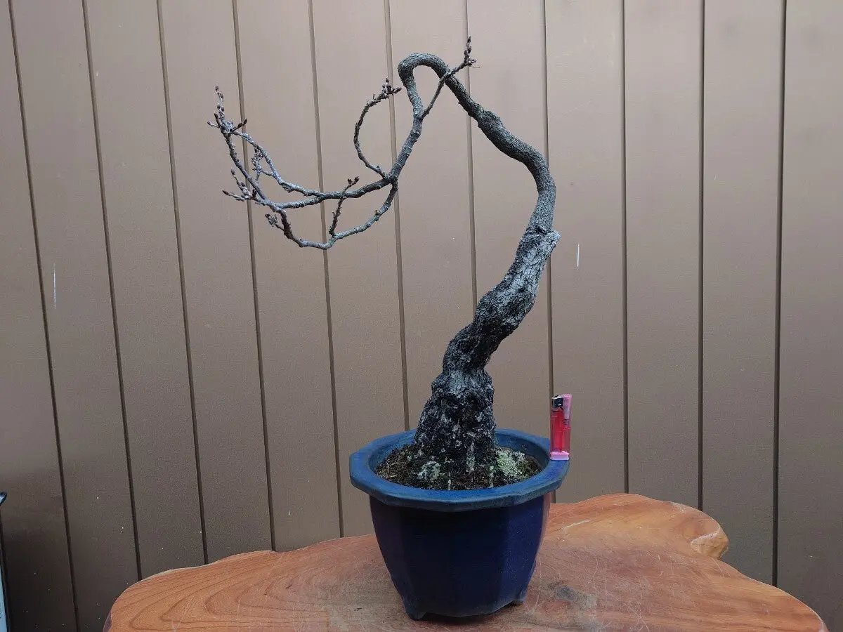 Wisteria floribunda Canada Bonsai