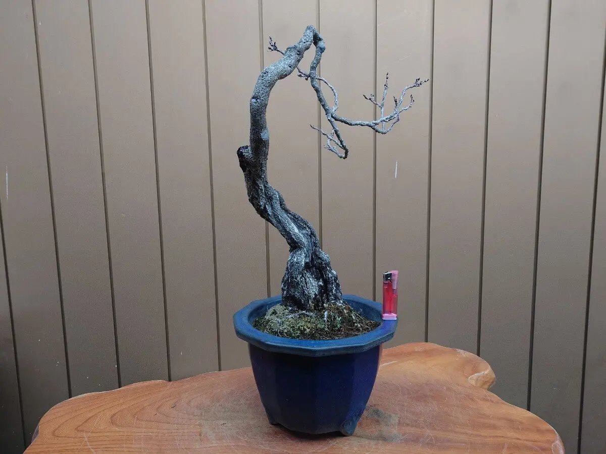 Wisteria floribunda Canada Bonsai