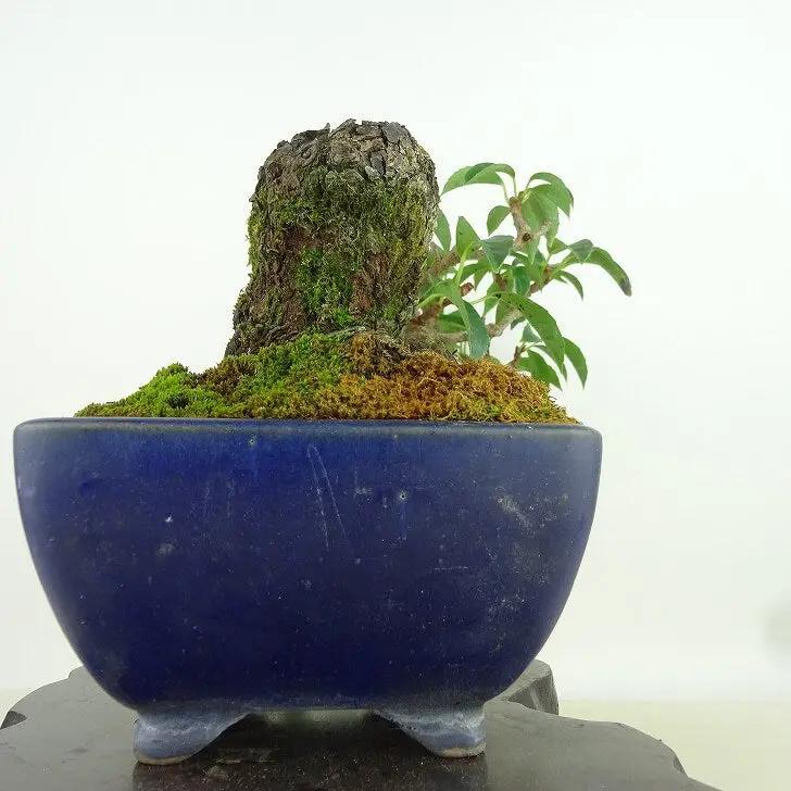 Kadsura japonica Canada Bonsai