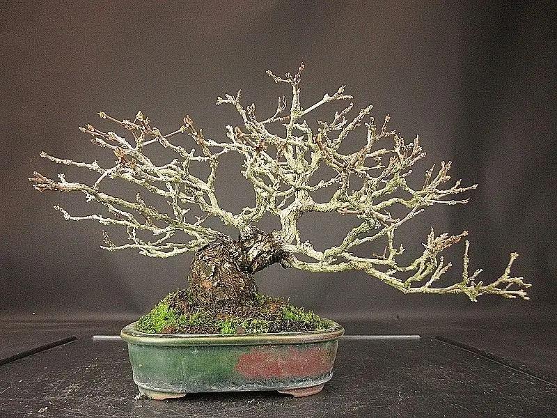 Premna japonica #2 Canada Bonsai