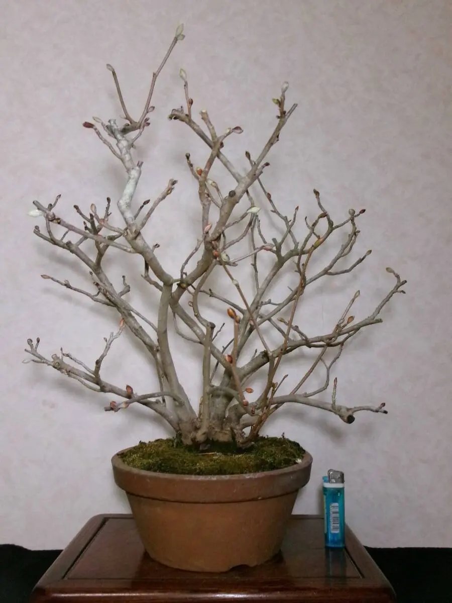 Corylopsis spicata Canada Bonsai
