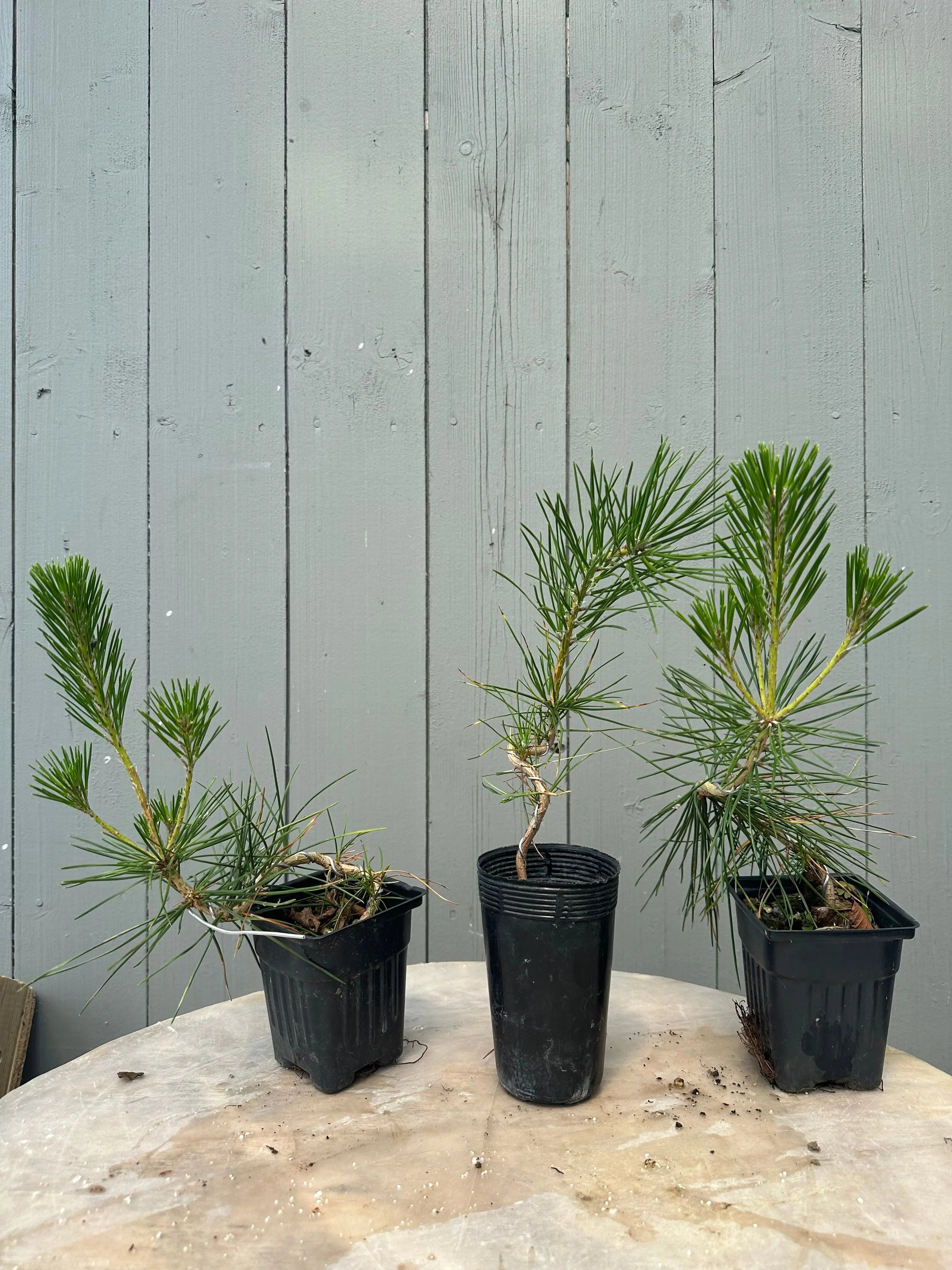 Pinus thunbergii Canada Bonsai