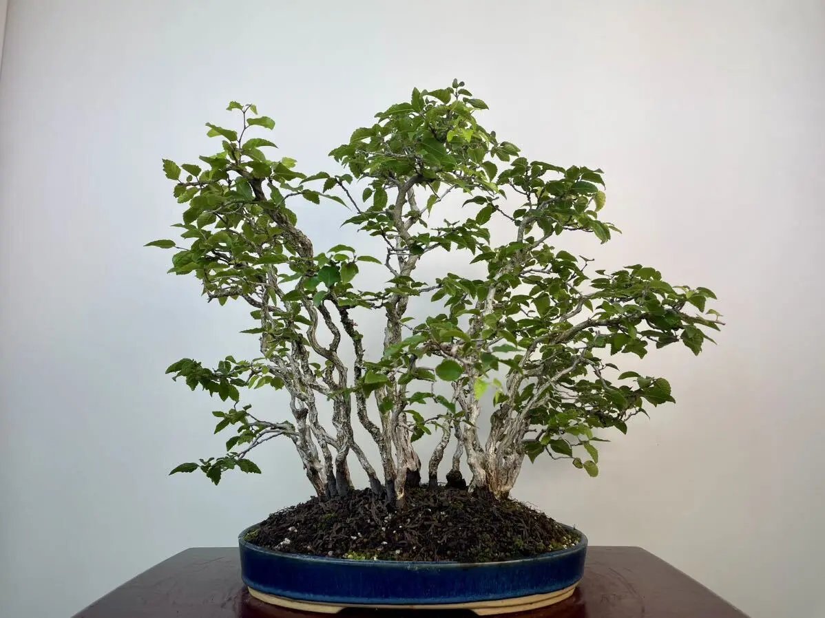 Carpinus turczaninowii Canada Bonsai