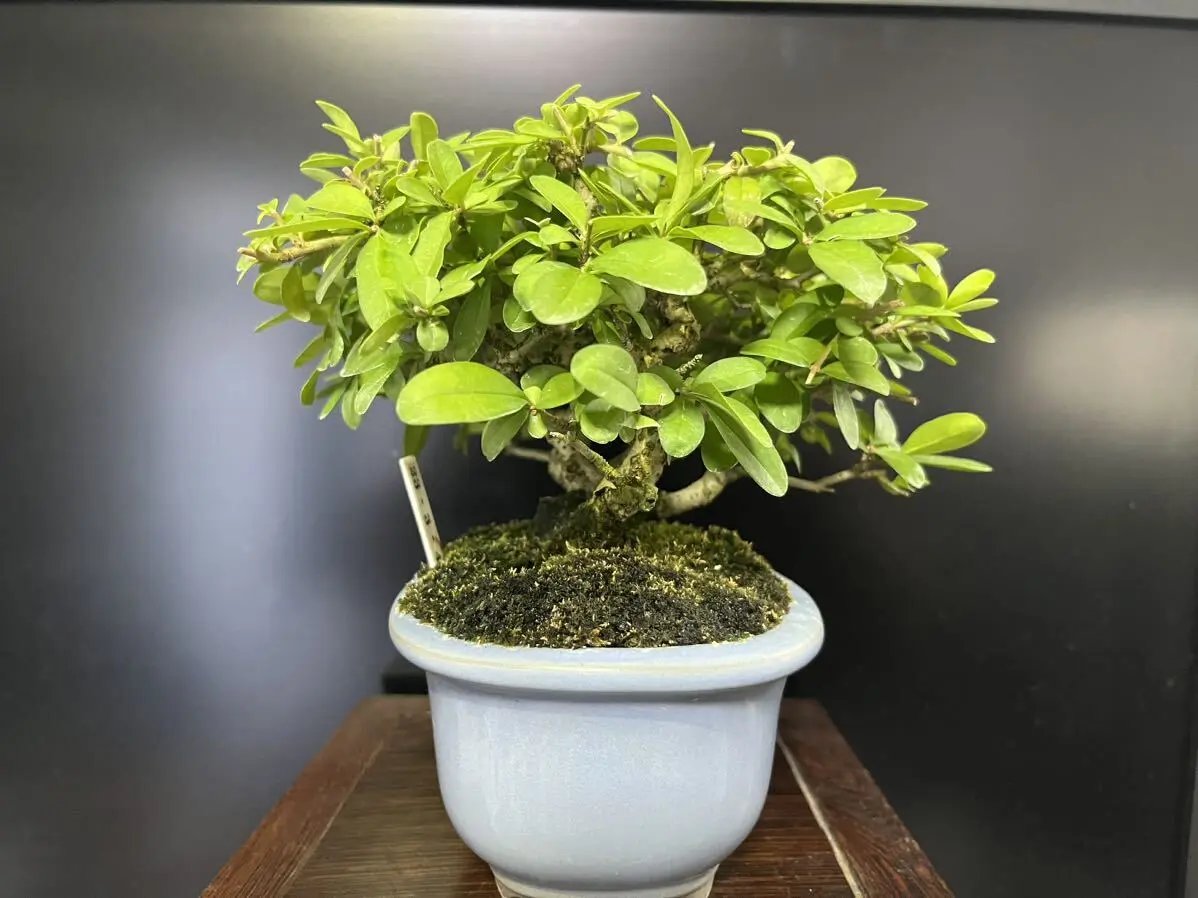 Ligustrum obtusifolium Canada Bonsai