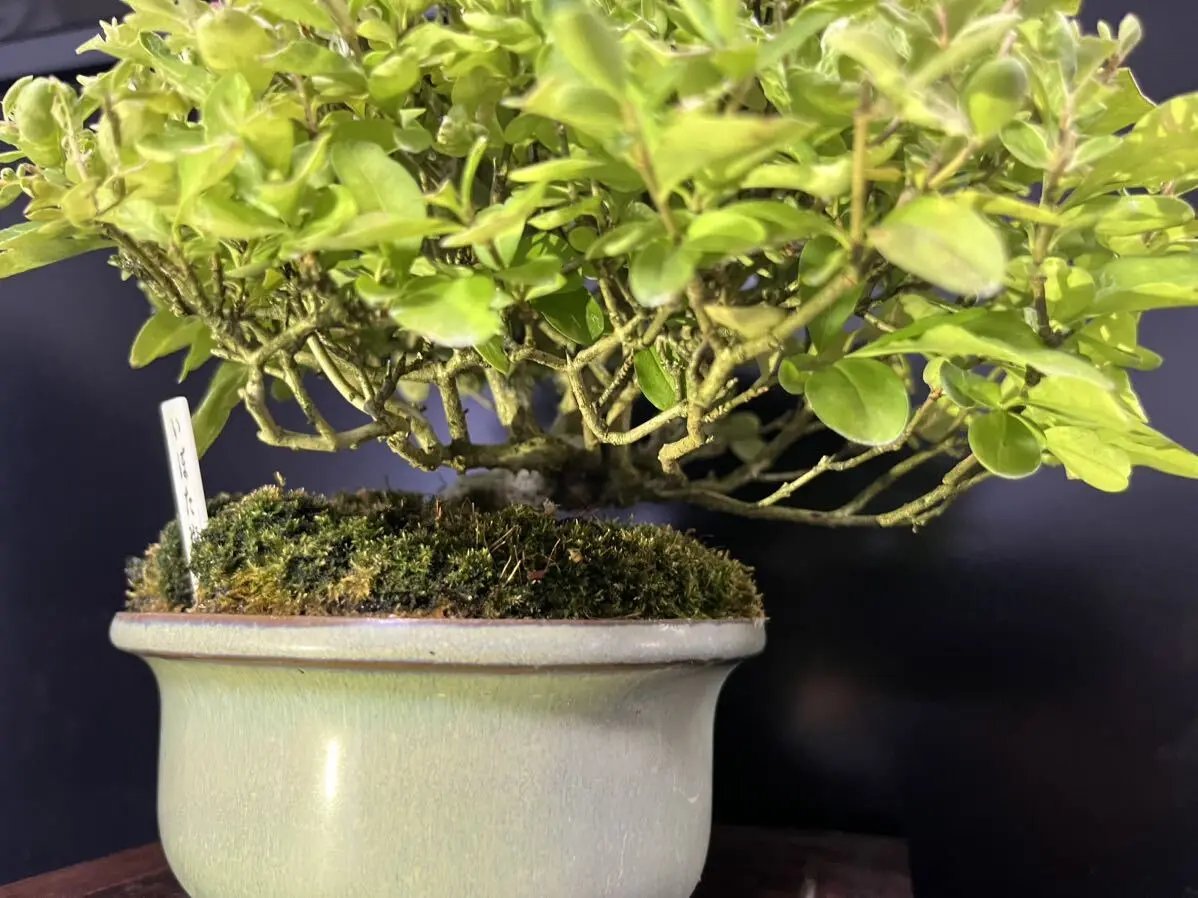 Ligustrum obtusifolium Canada Bonsai