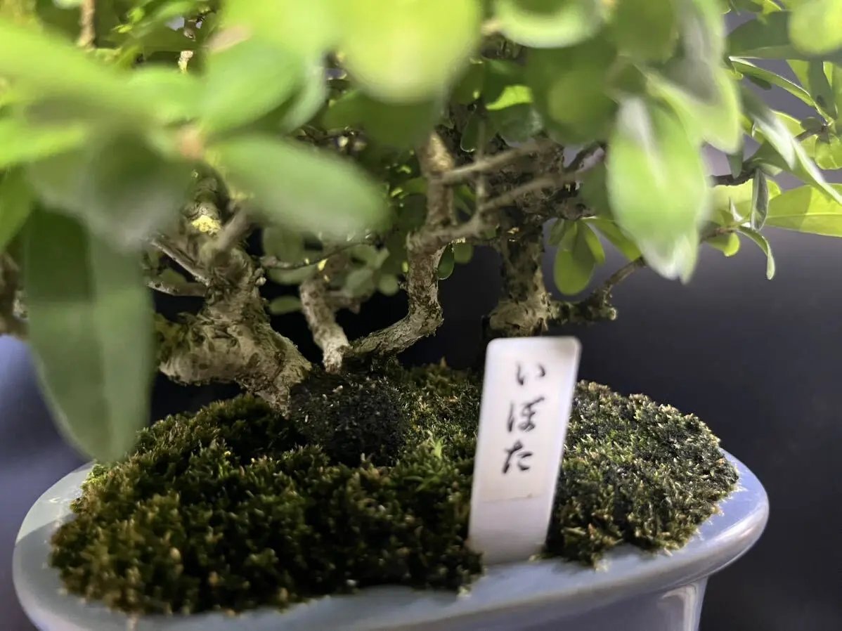 Ligustrum obtusifolium Canada Bonsai