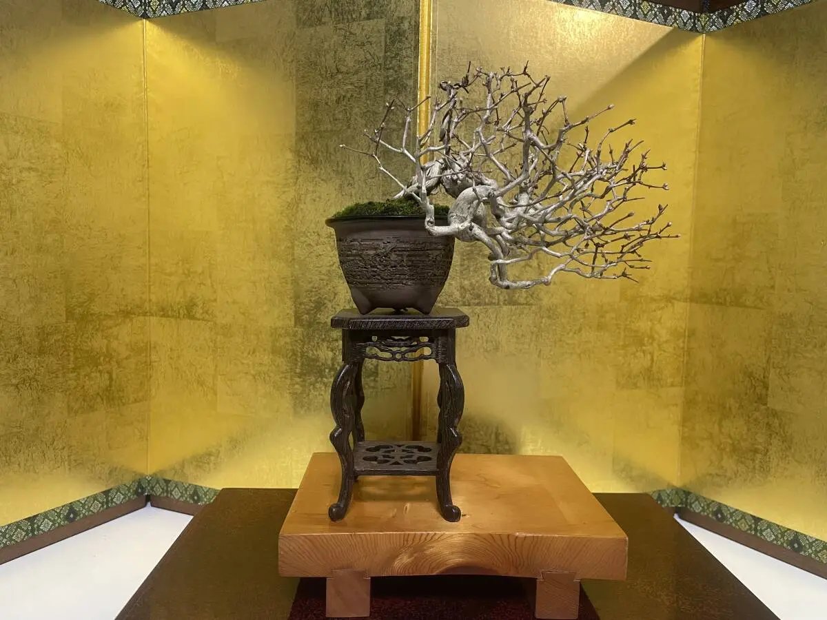 Lonicera Canada Bonsai