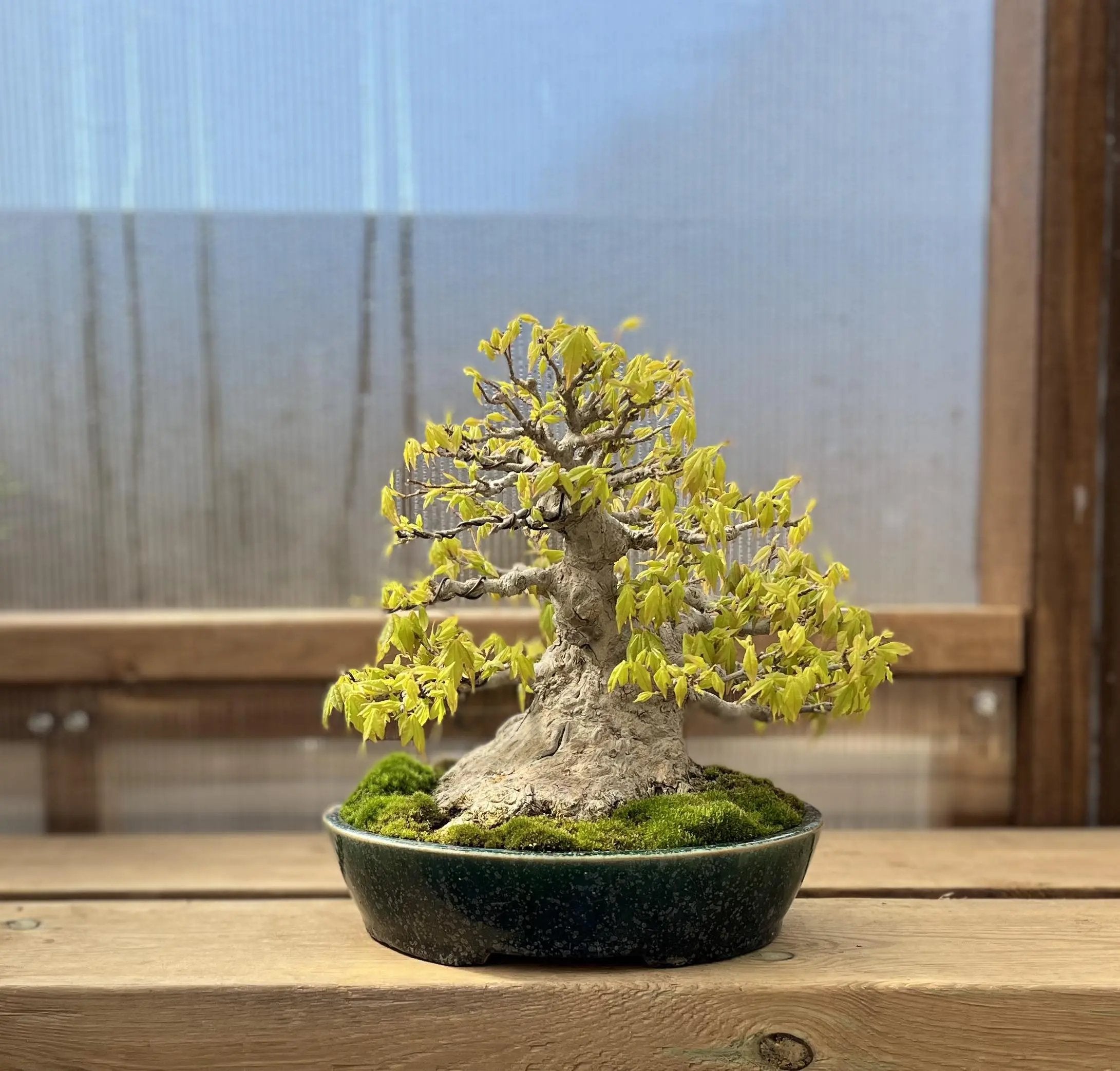 Acer buergerianum Canada Bonsai