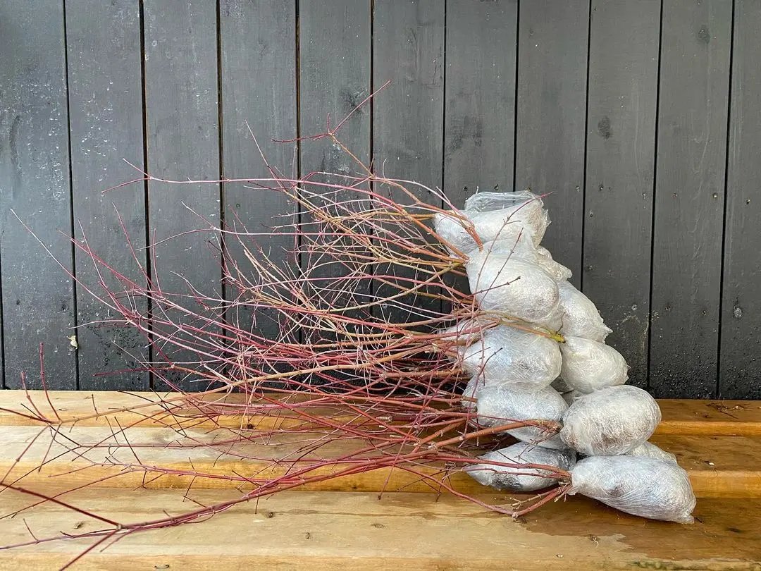 Deshojo (25 units) Canada Bonsai