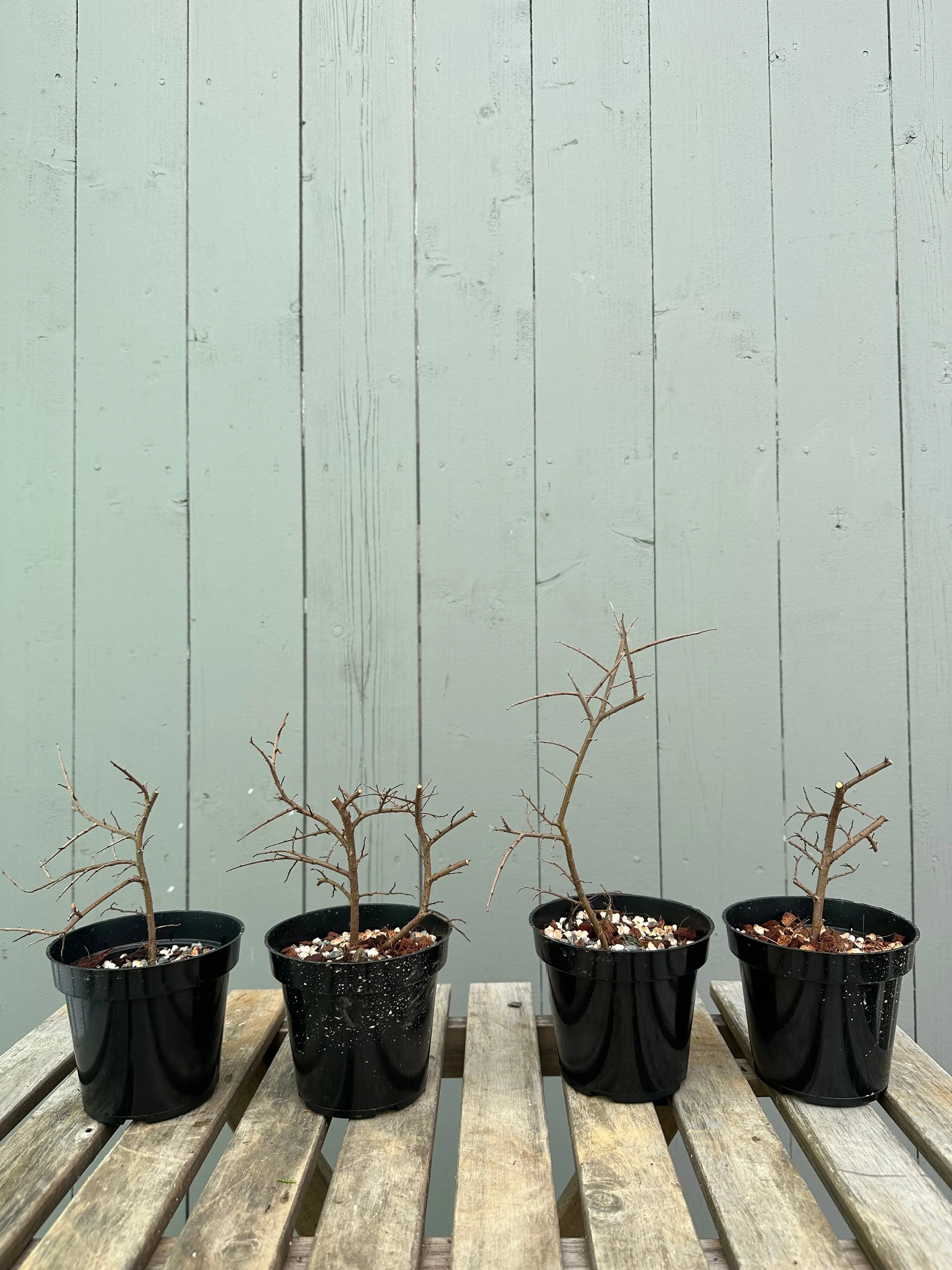 Chinese Elm Canada Bonsai