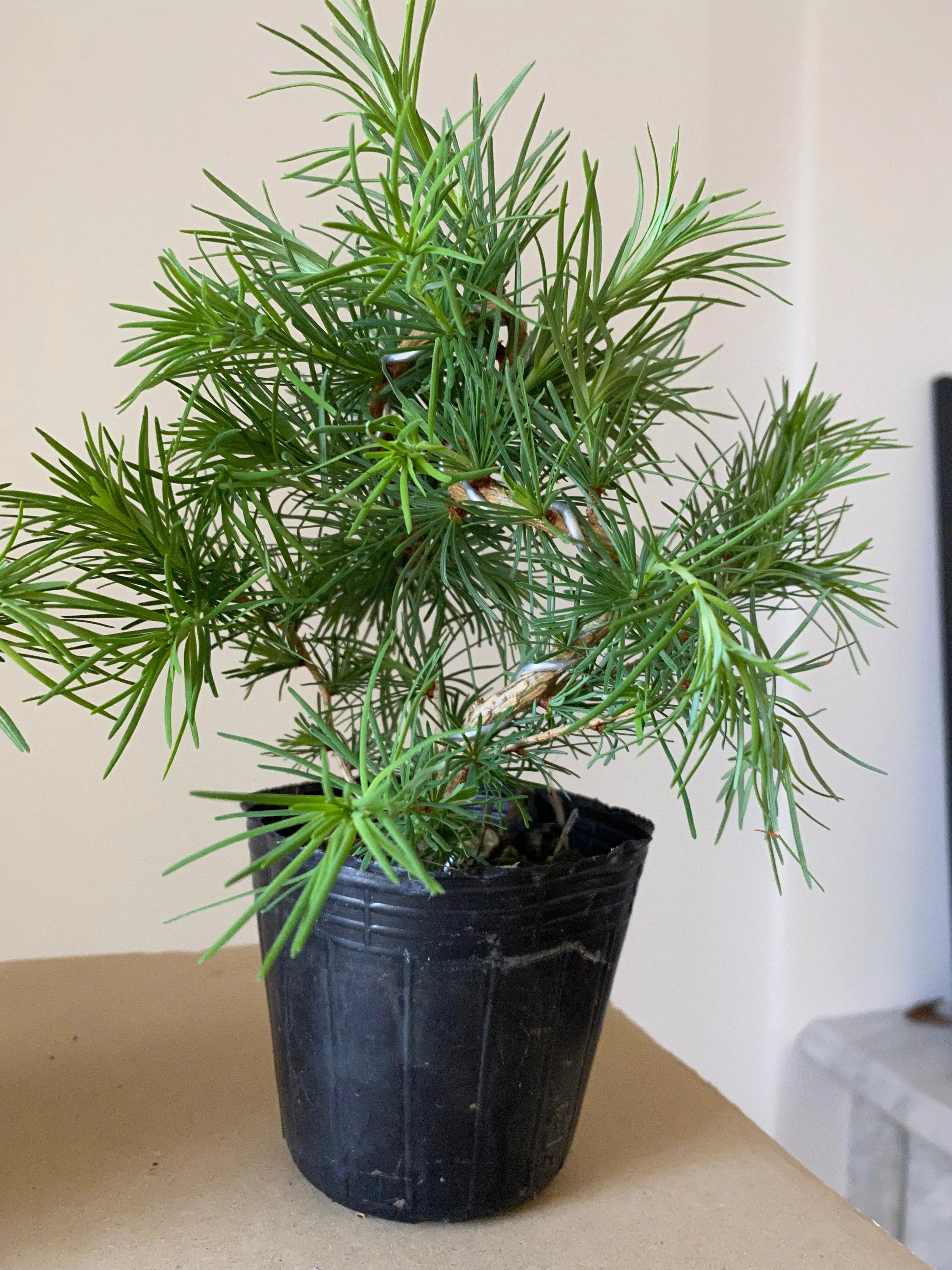 Japanese Larch Canada Bonsai