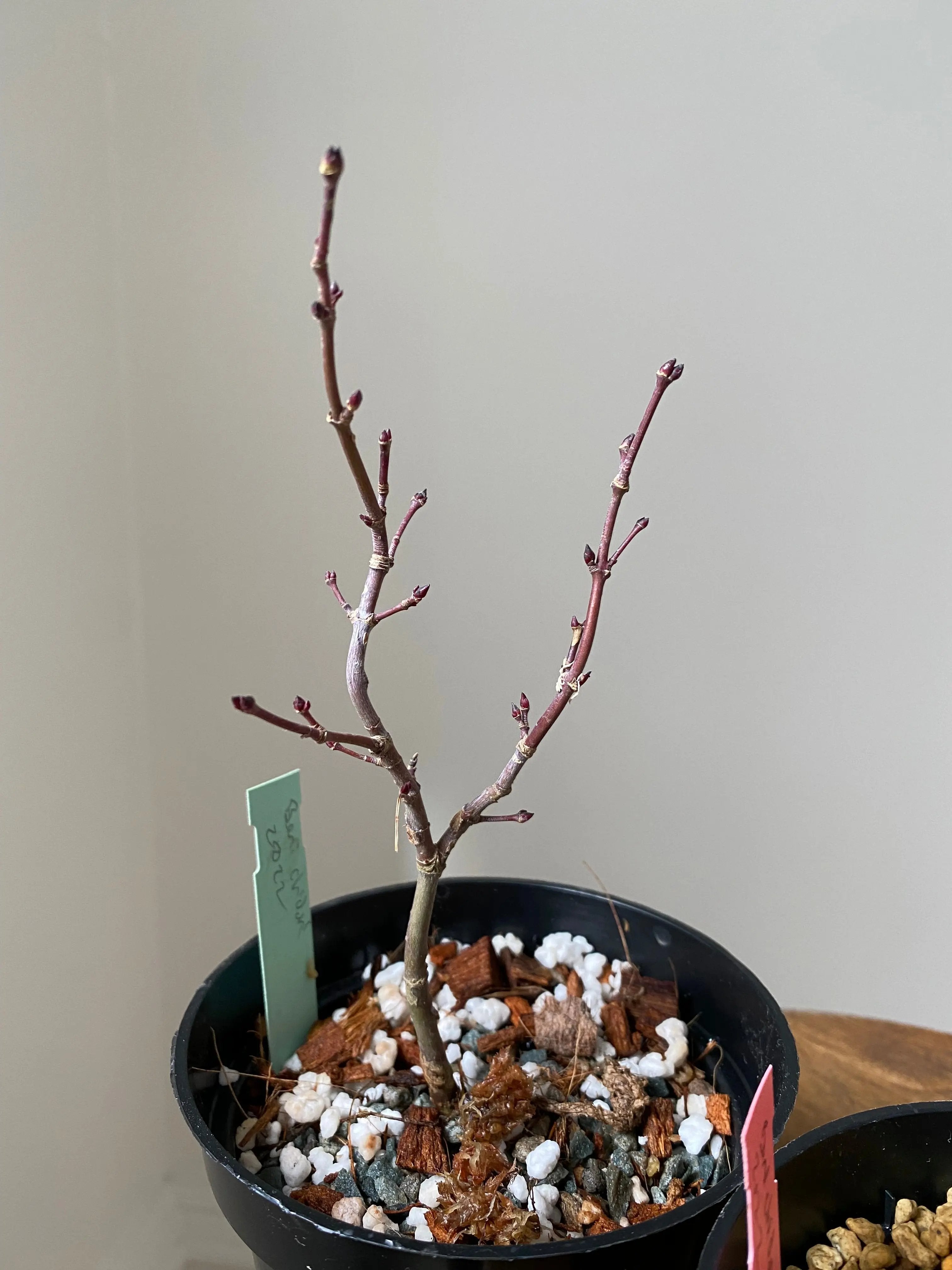 Japanese Maple 'Beni Chidori' Canada Bonsai