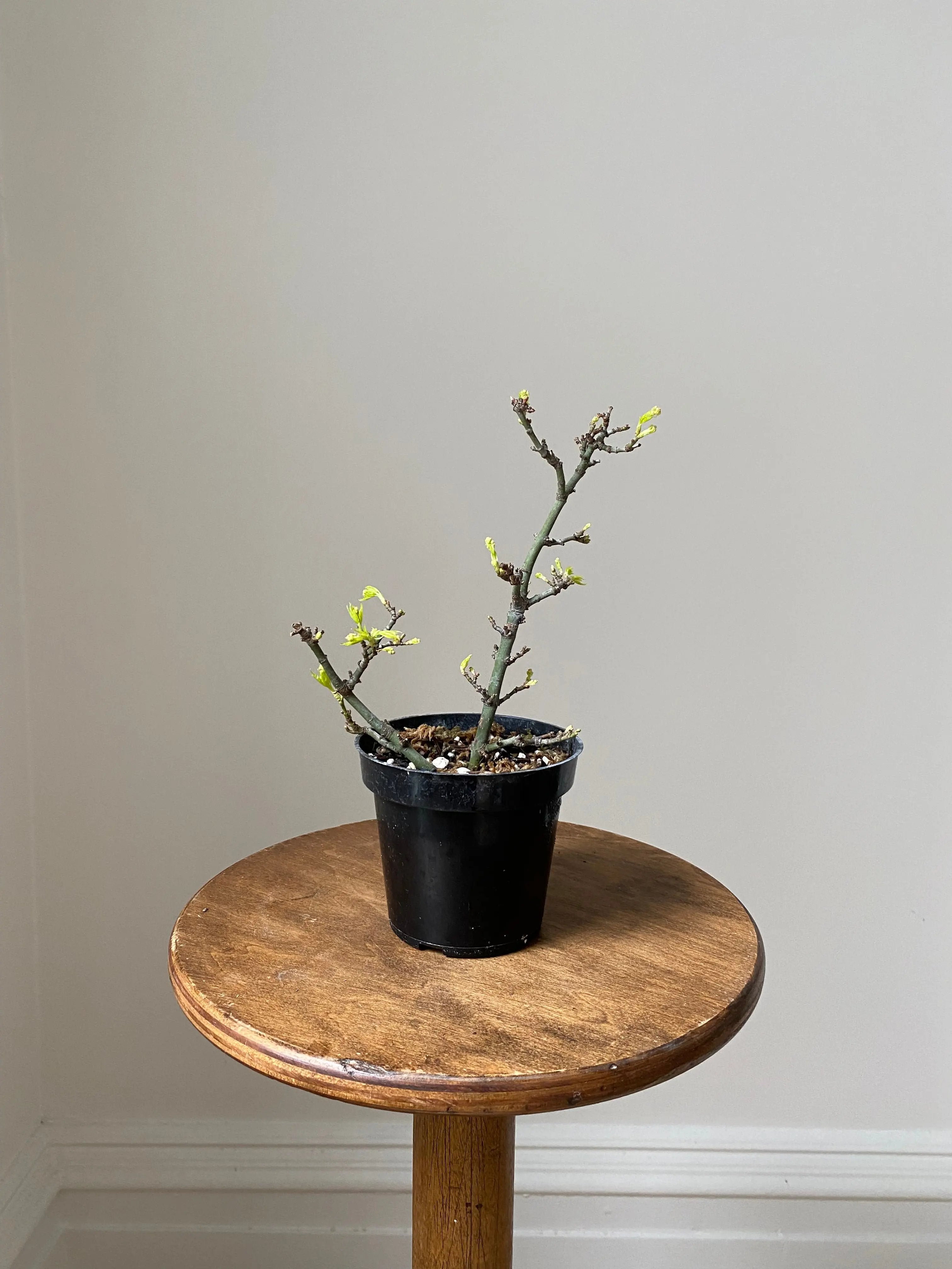Japanese Maple 'Shishigashira' Canada Bonsai