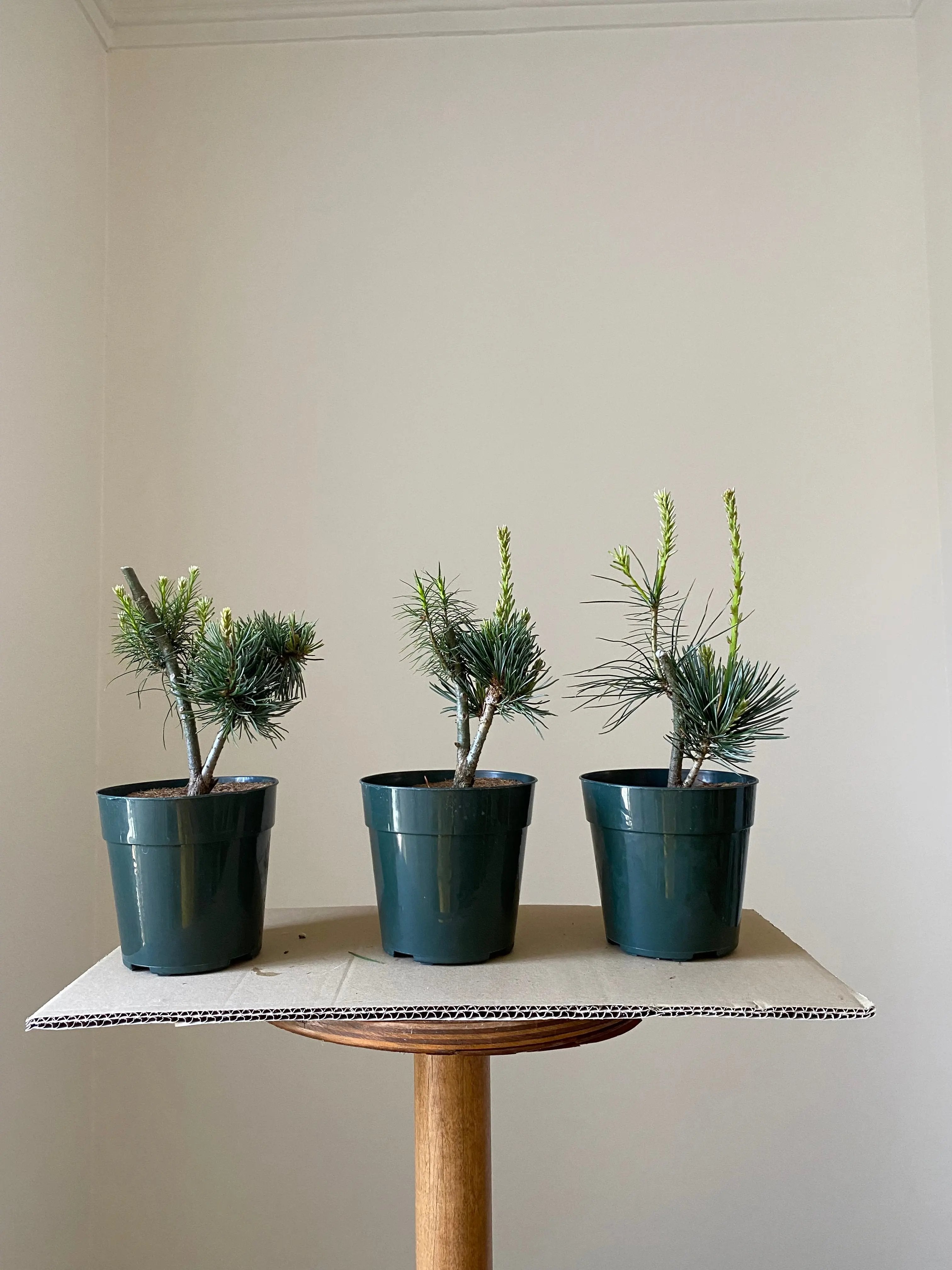 Japanese White Pine 'Aoi' Canada Bonsai