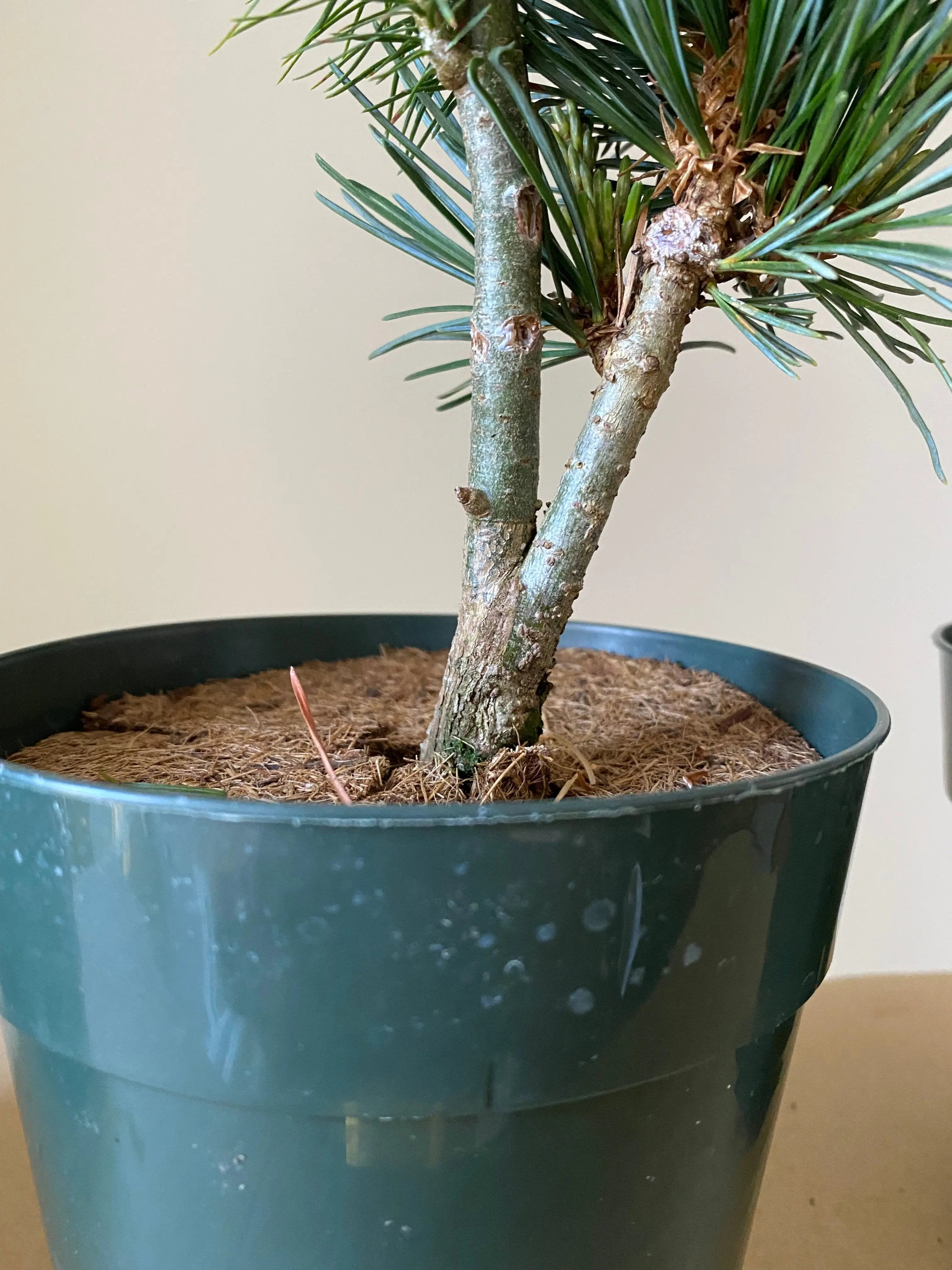 Japanese White Pine 'Aoi' Canada Bonsai