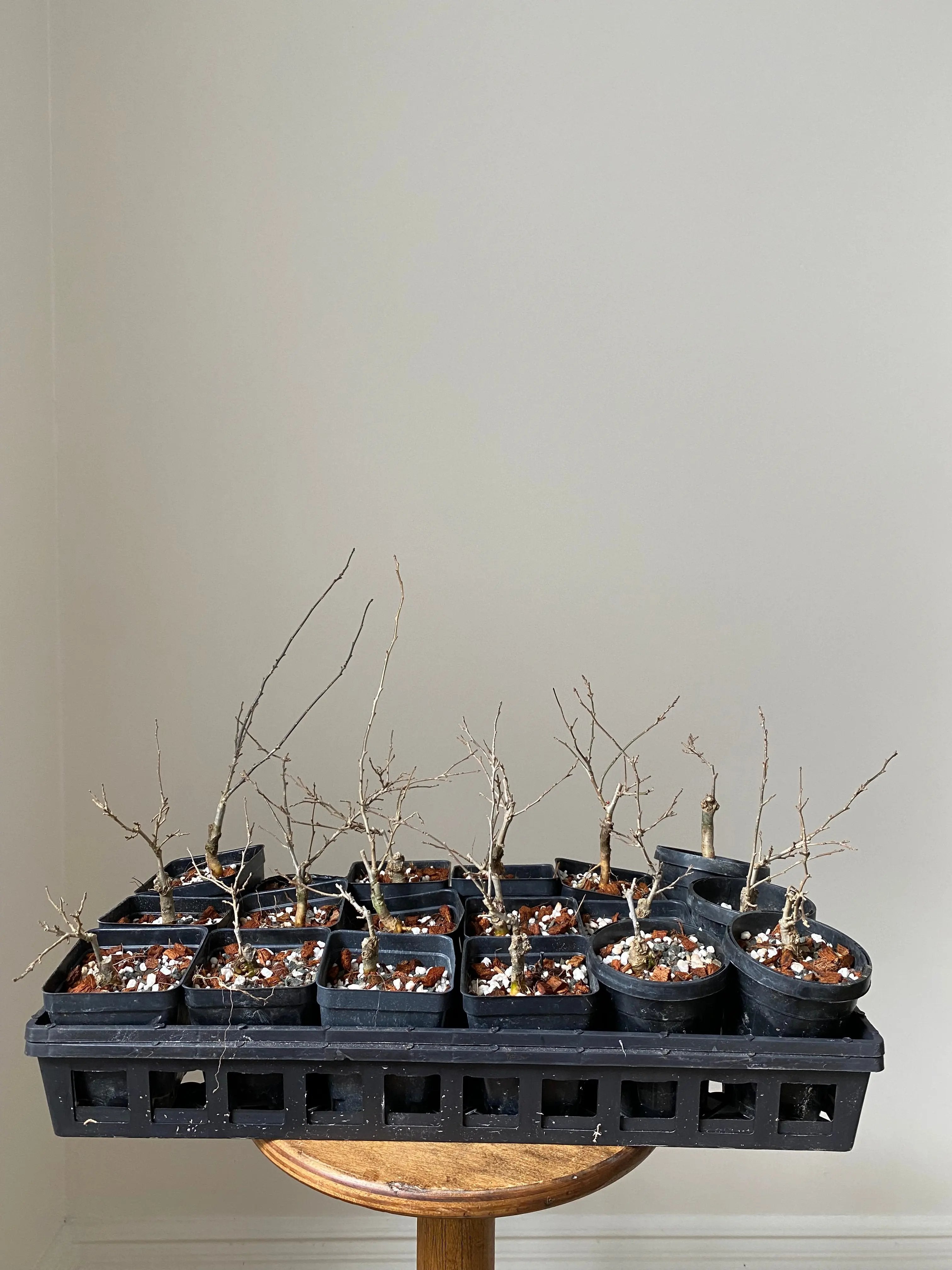 Winterberry 'Koshobai' Canada Bonsai