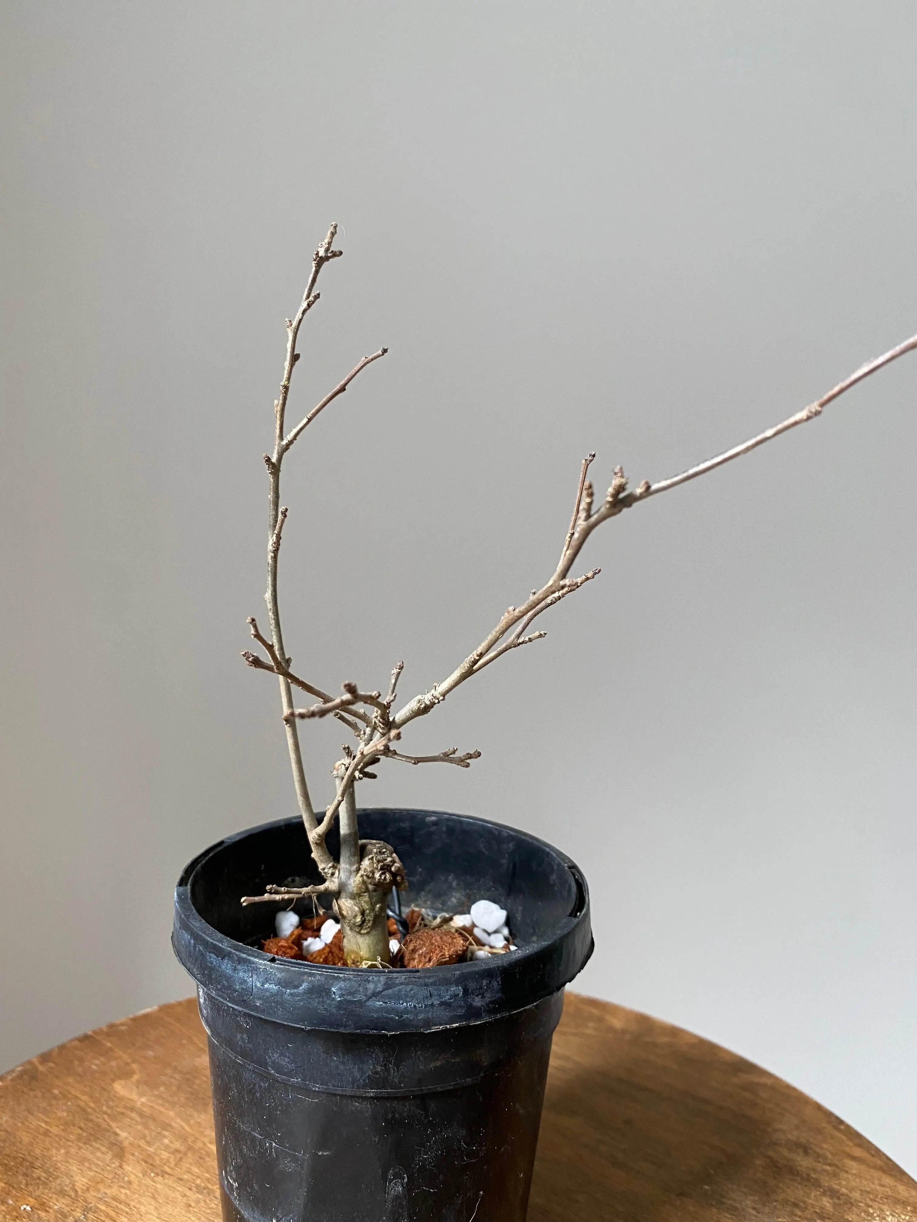 Winterberry 'Koshobai' Canada Bonsai