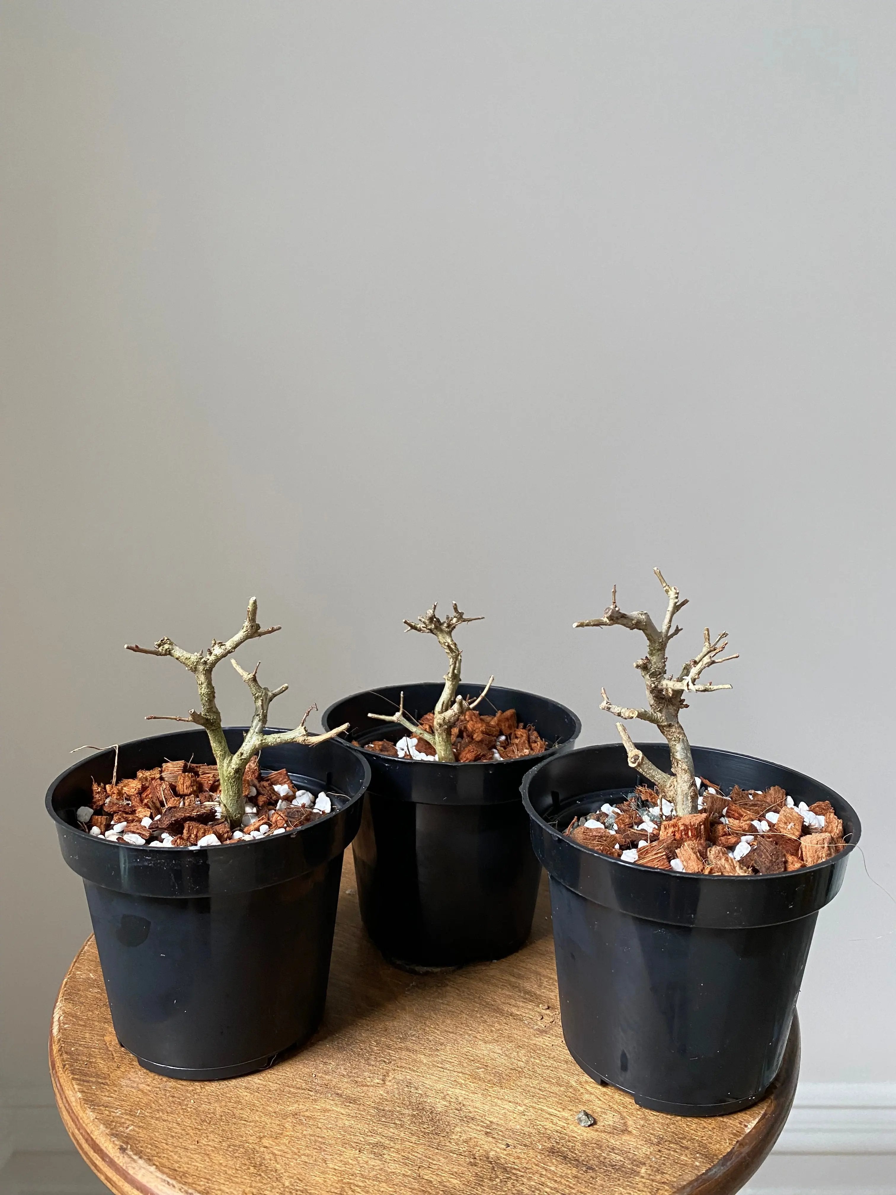 Pomegranate Neji-Kan Canada Bonsai