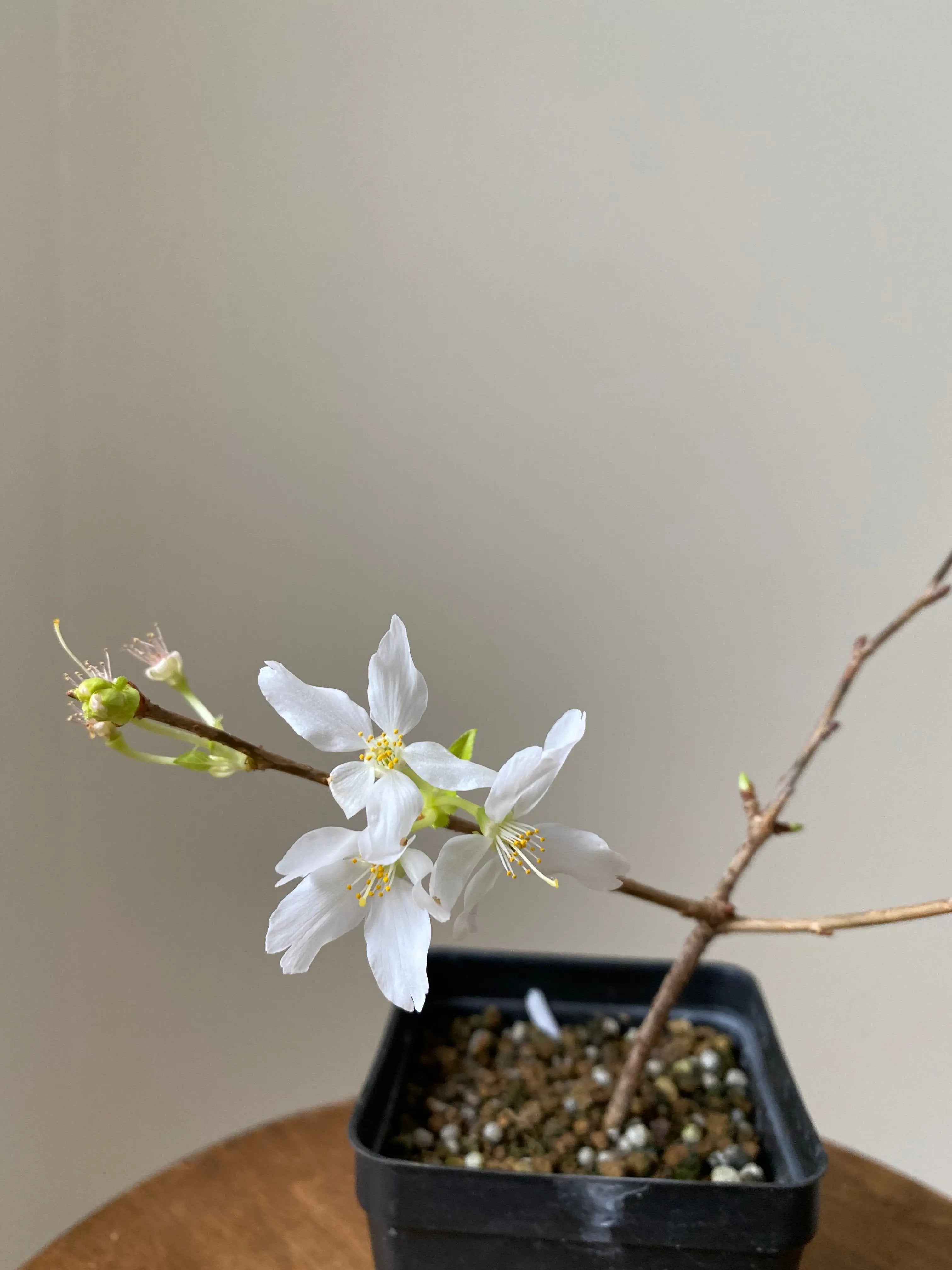 Japanese Cherry Canada Bonsai