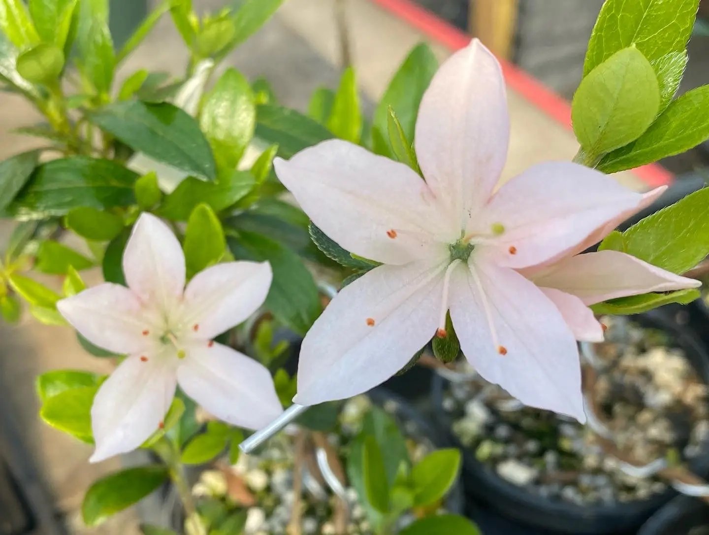 Satsuki Azalea Canada Bonsai