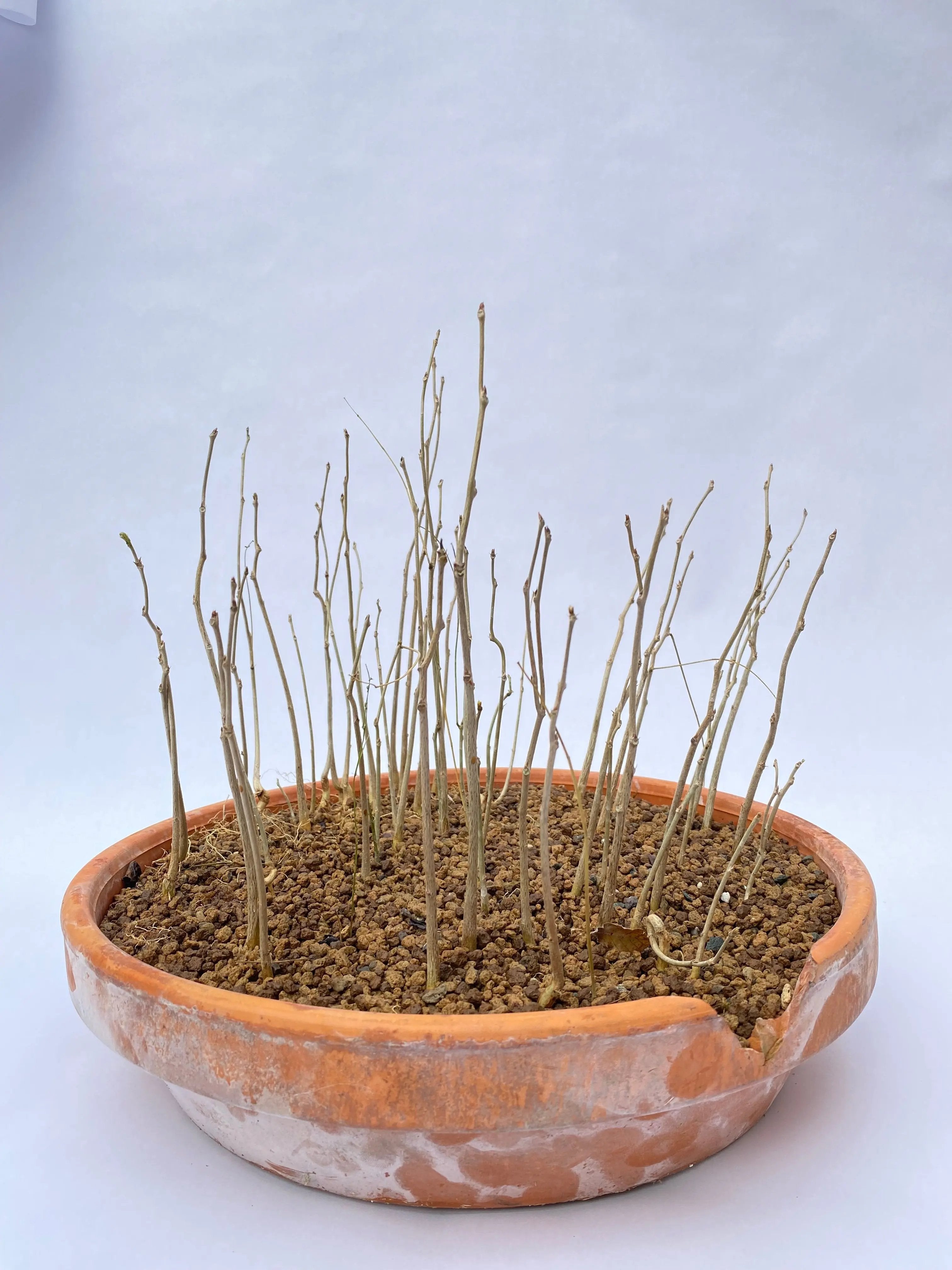 Wisteria (Japanese) Canada Bonsai