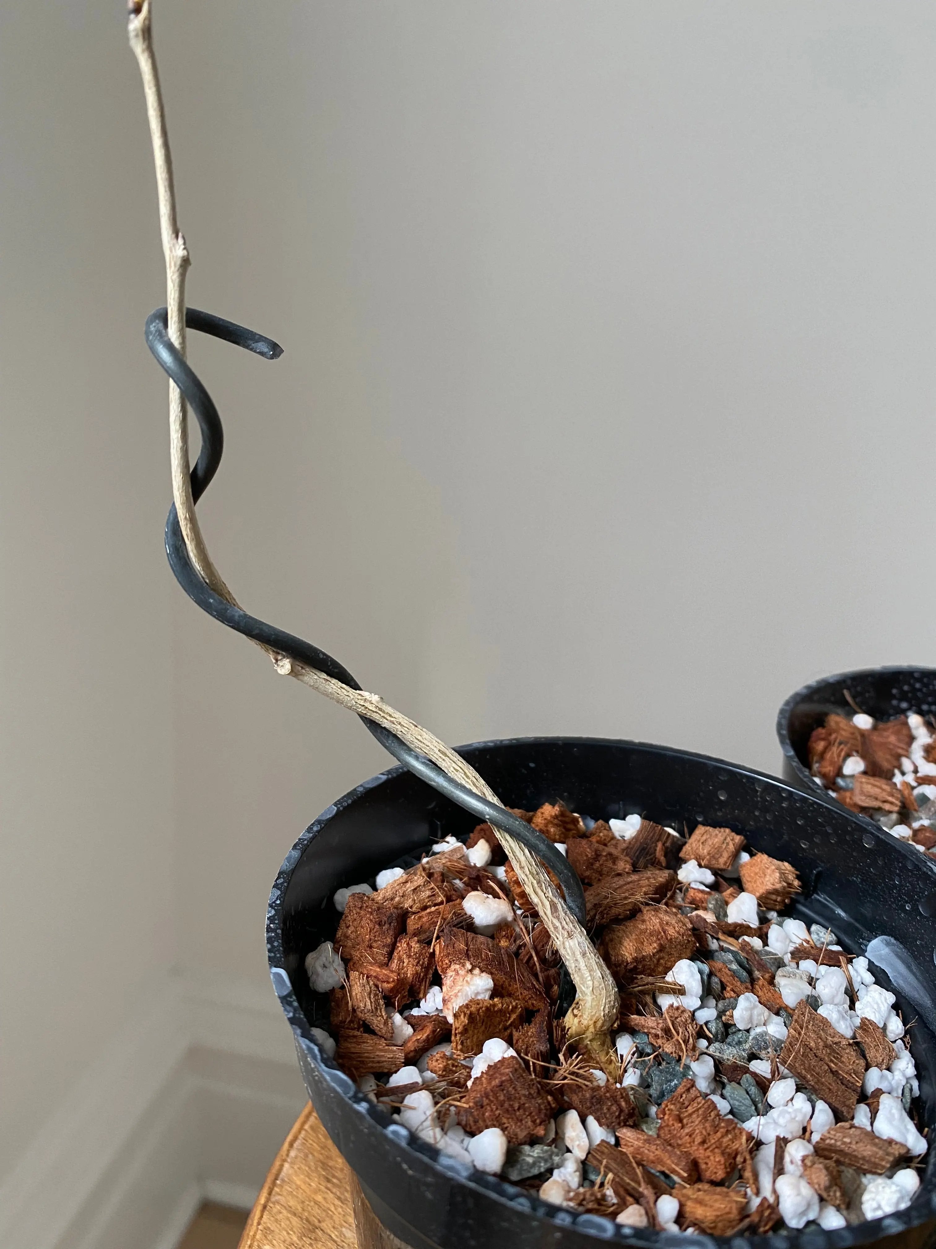 Wisteria (Japanese) Canada Bonsai