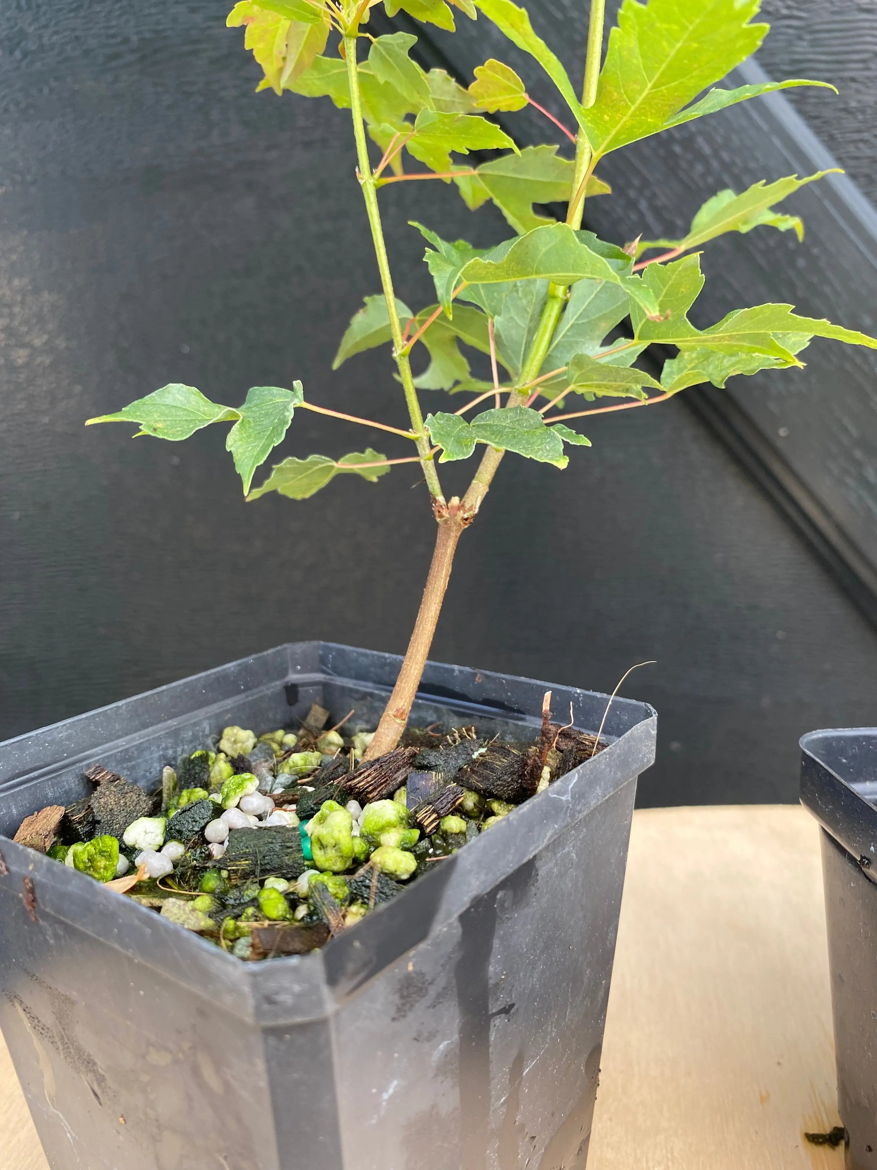 Trident Maple Canada Bonsai