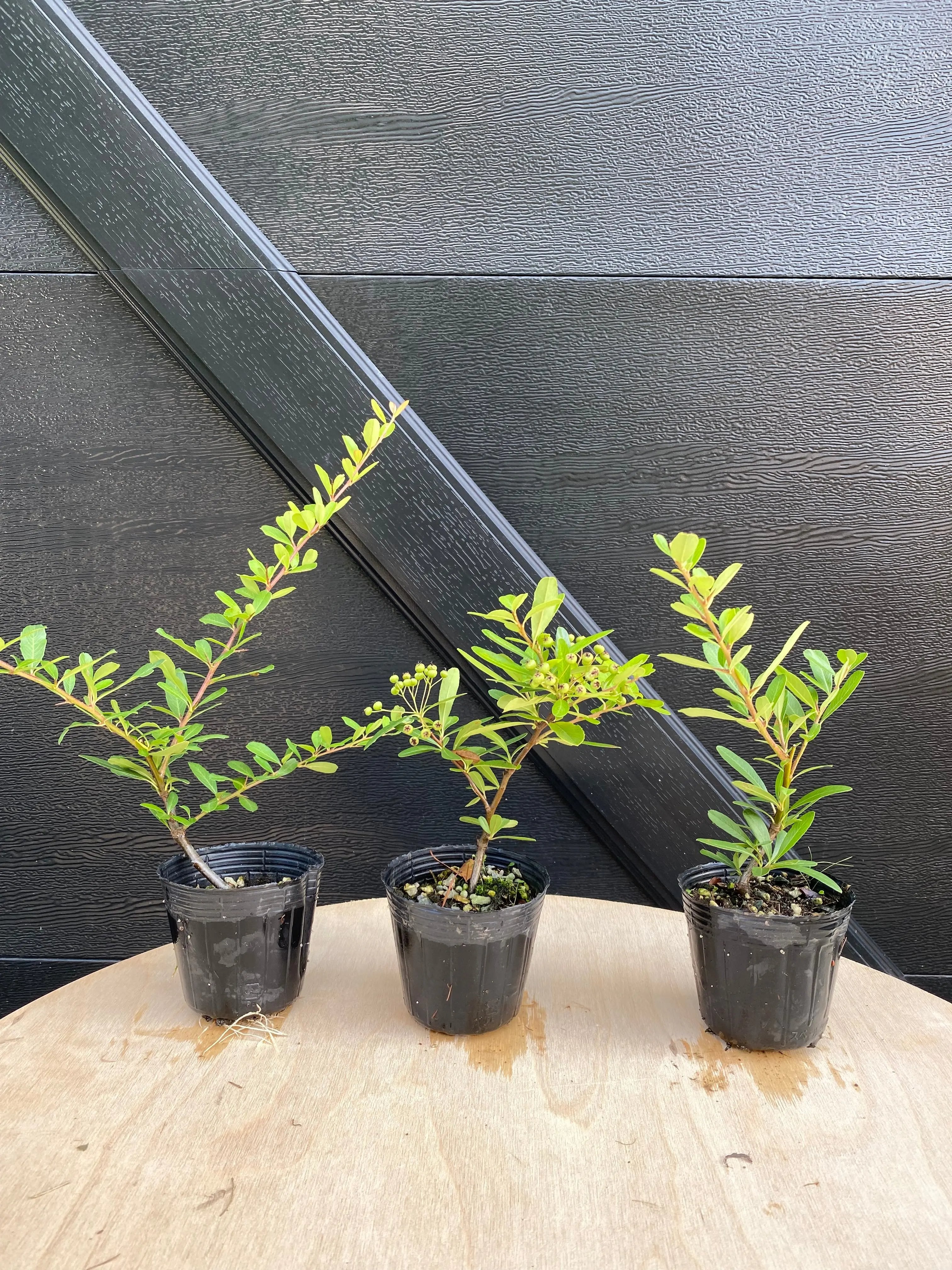 Firethorn Canada Bonsai