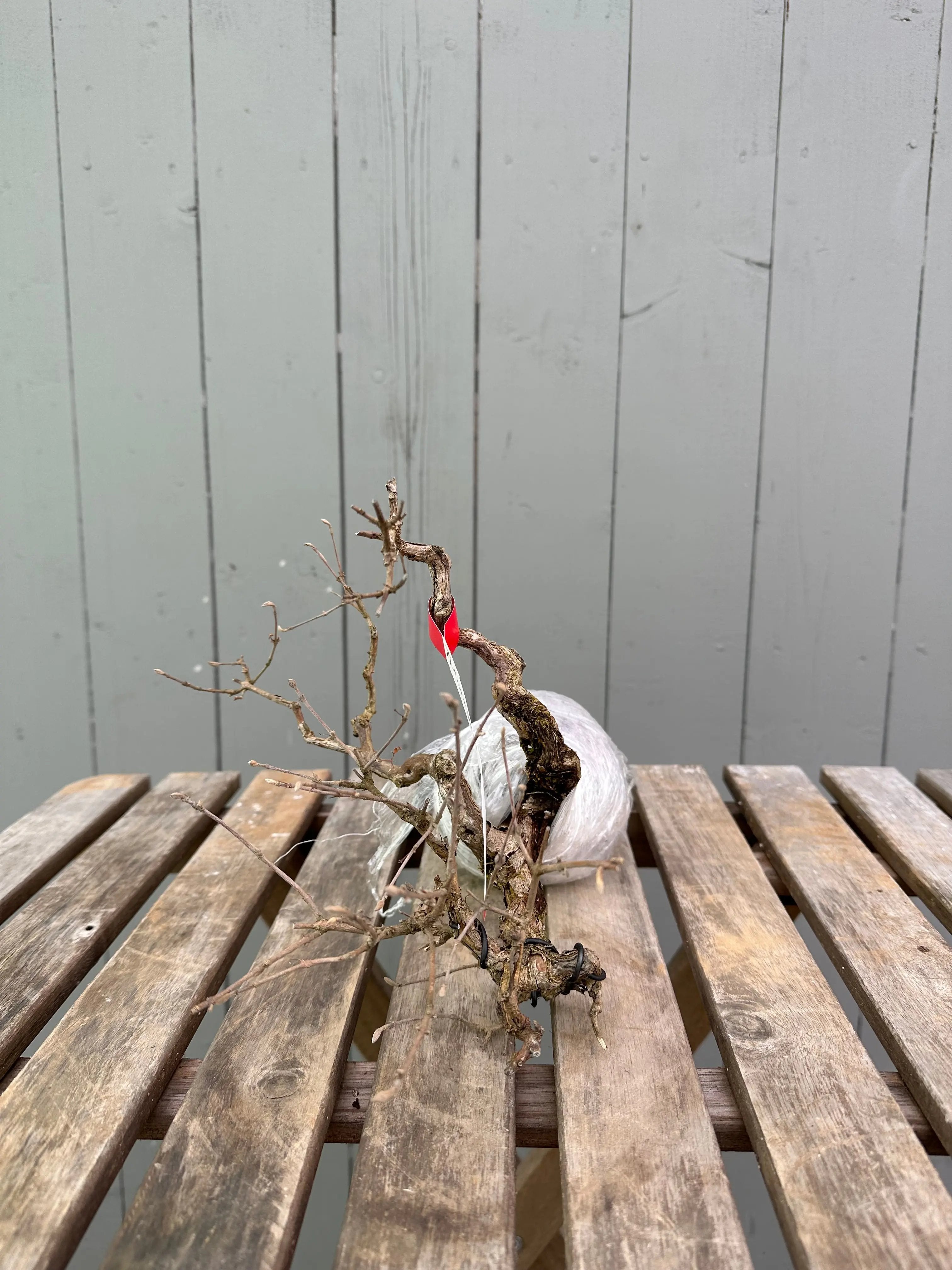 Callicarpa Canada Bonsai