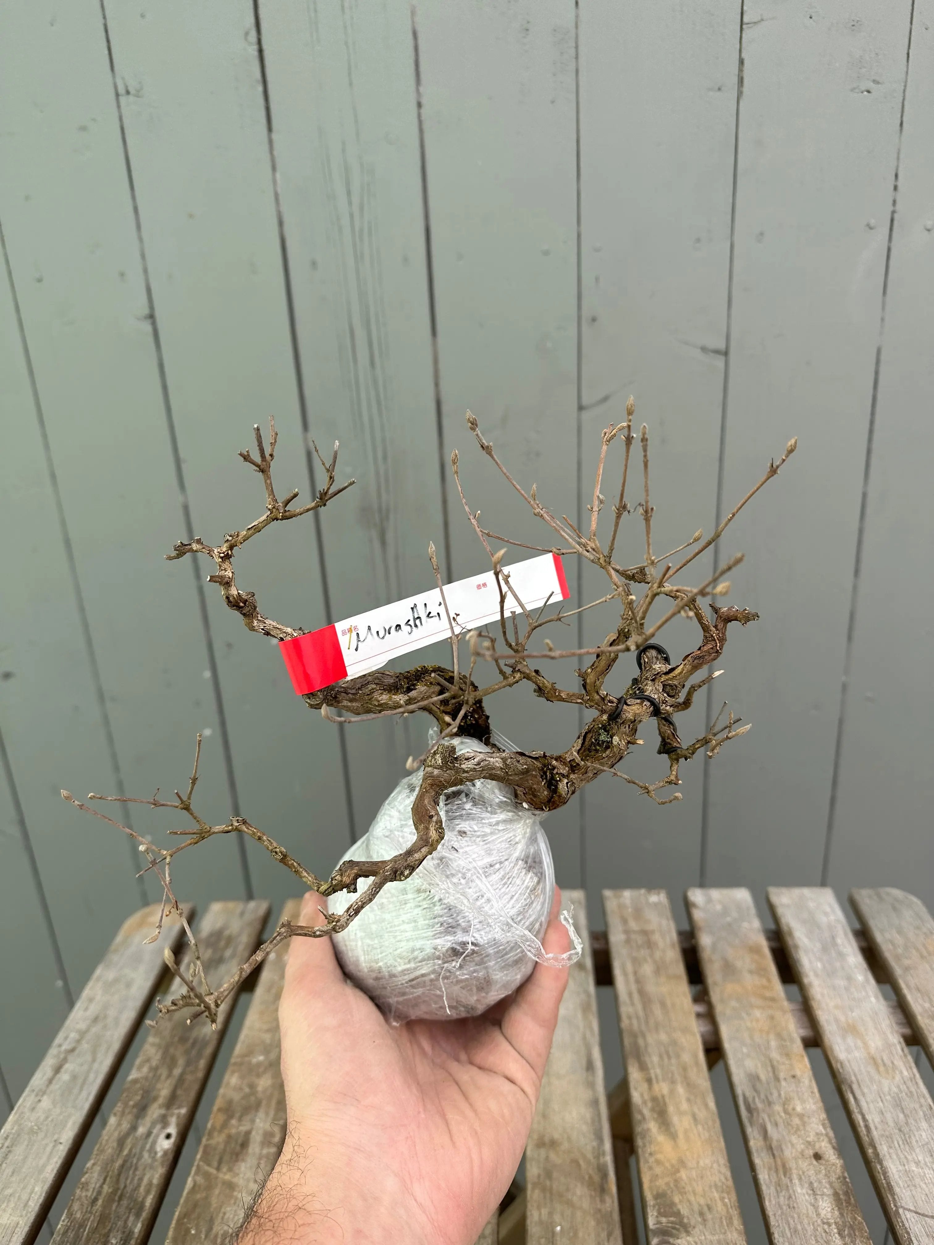Callicarpa Canada Bonsai