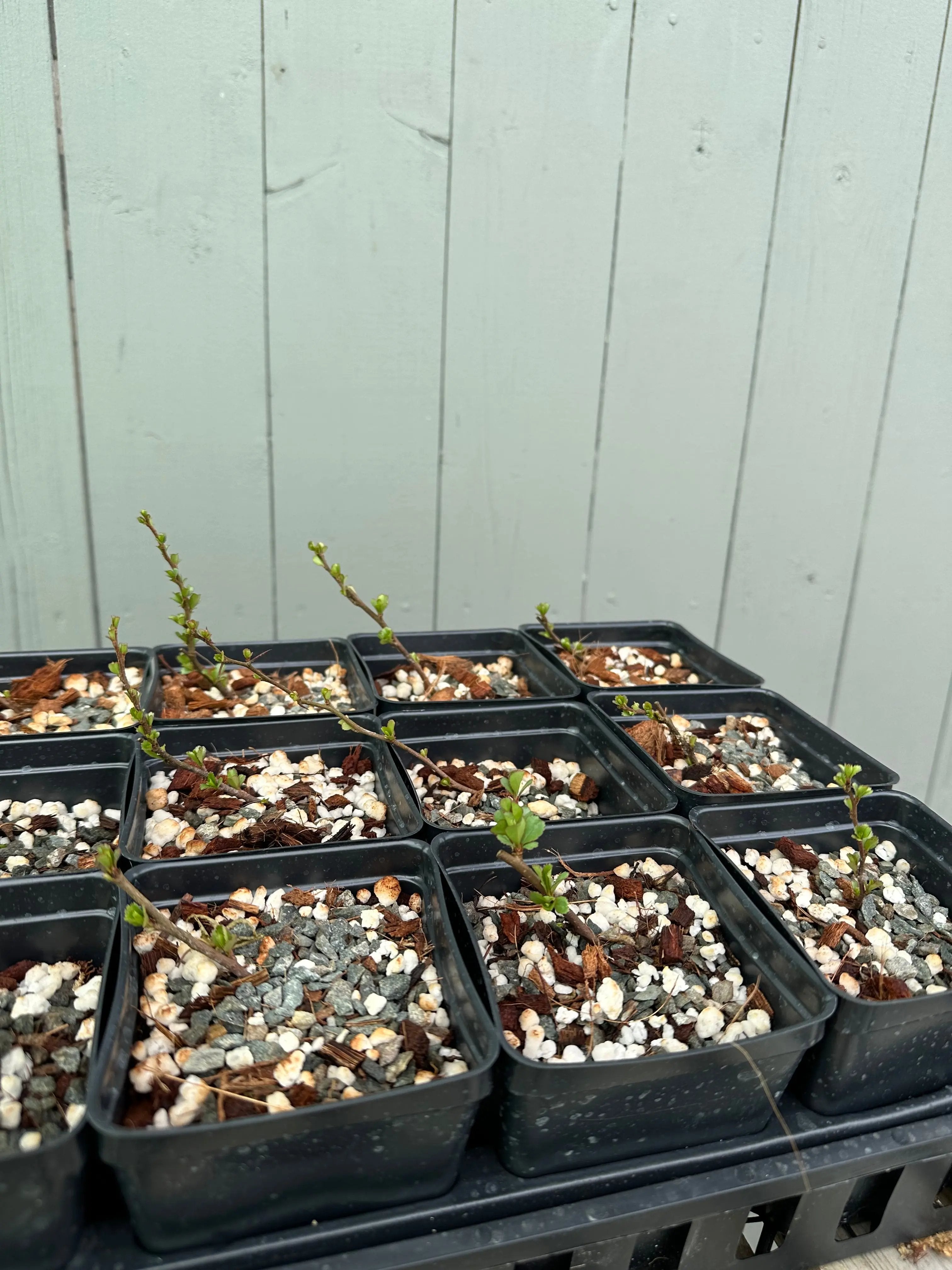 Japanese Quince var. Chojubai (red) Canada Bonsai