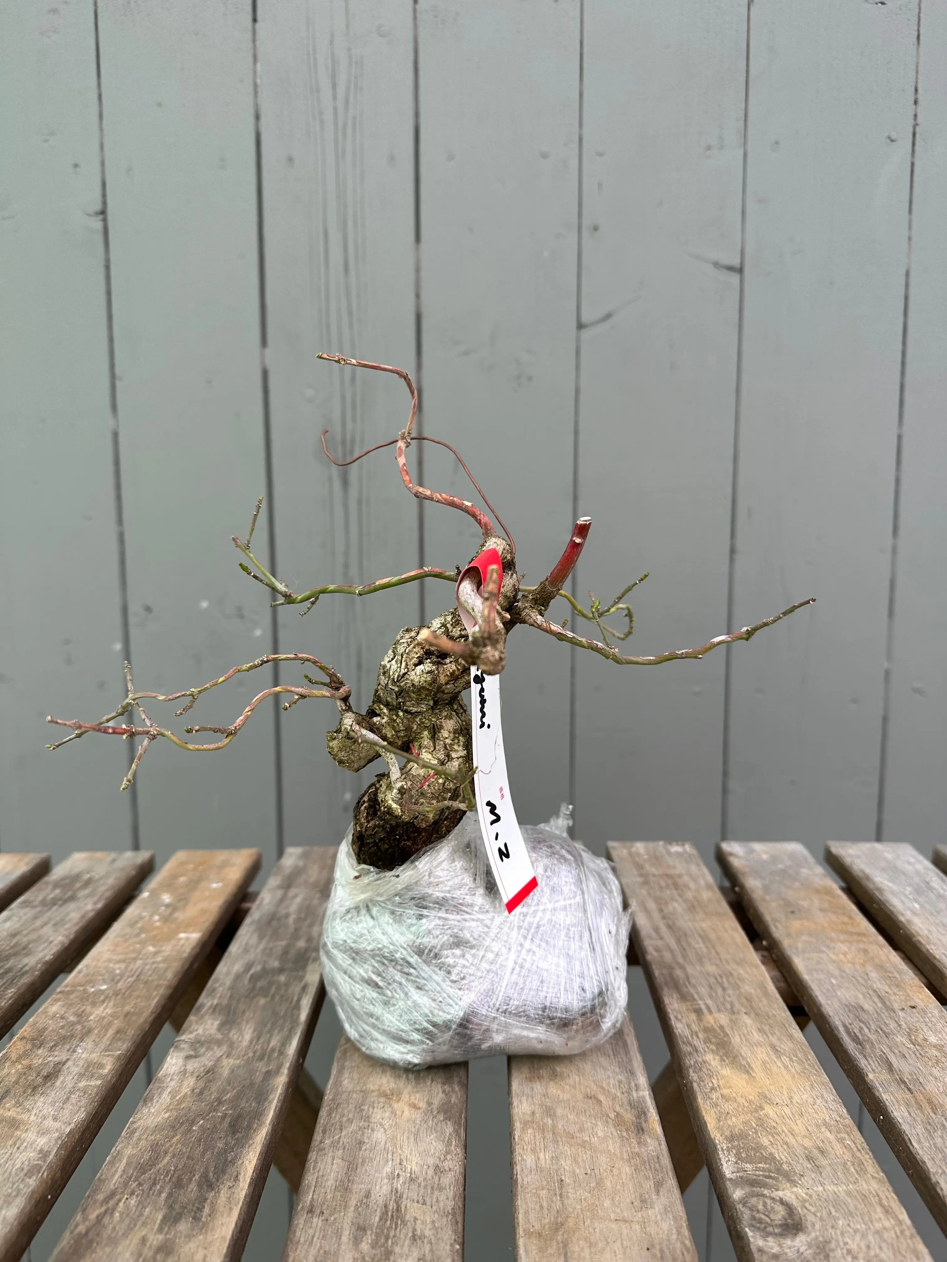 Mayumi Canada Bonsai