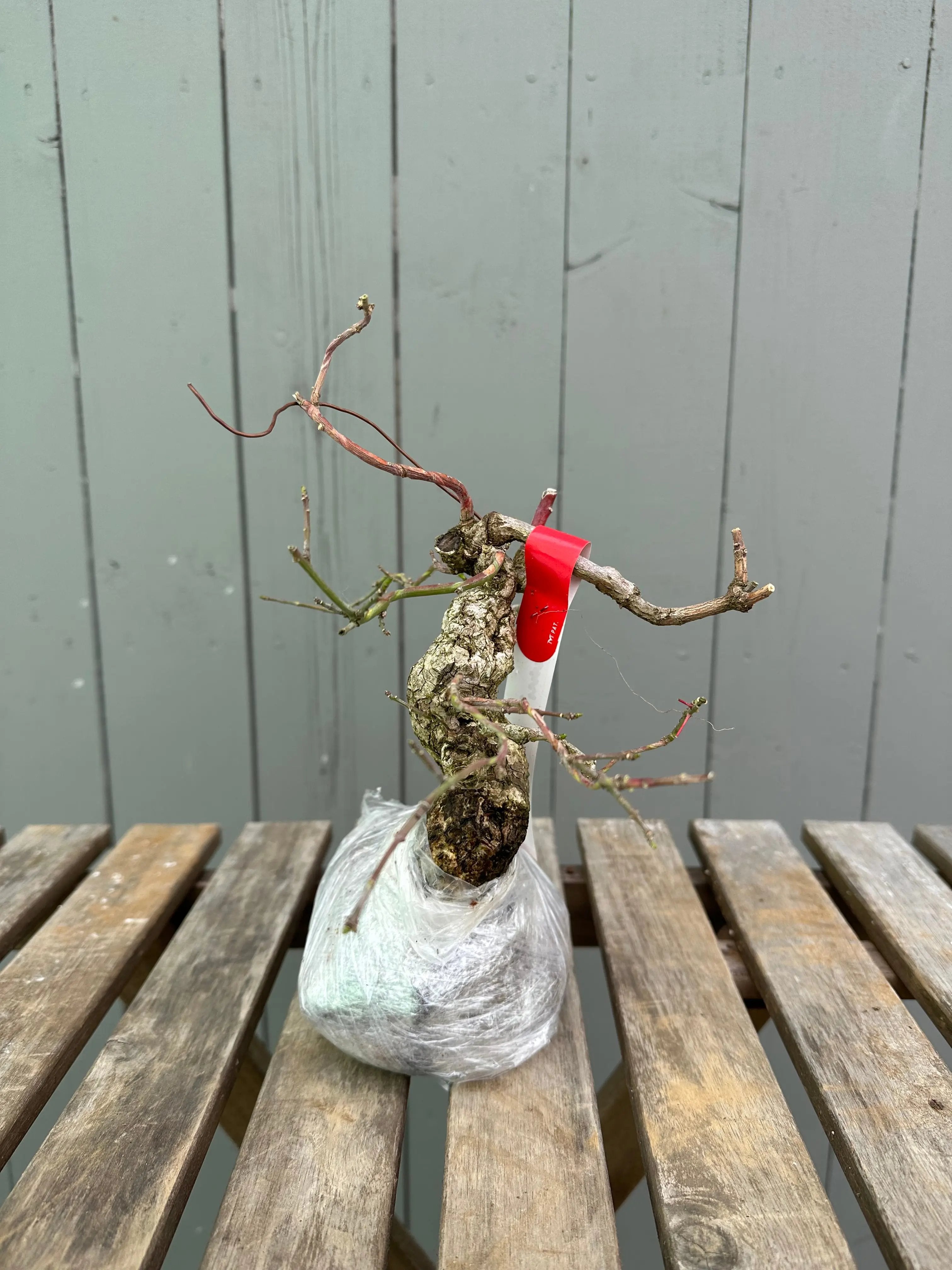Mayumi Canada Bonsai