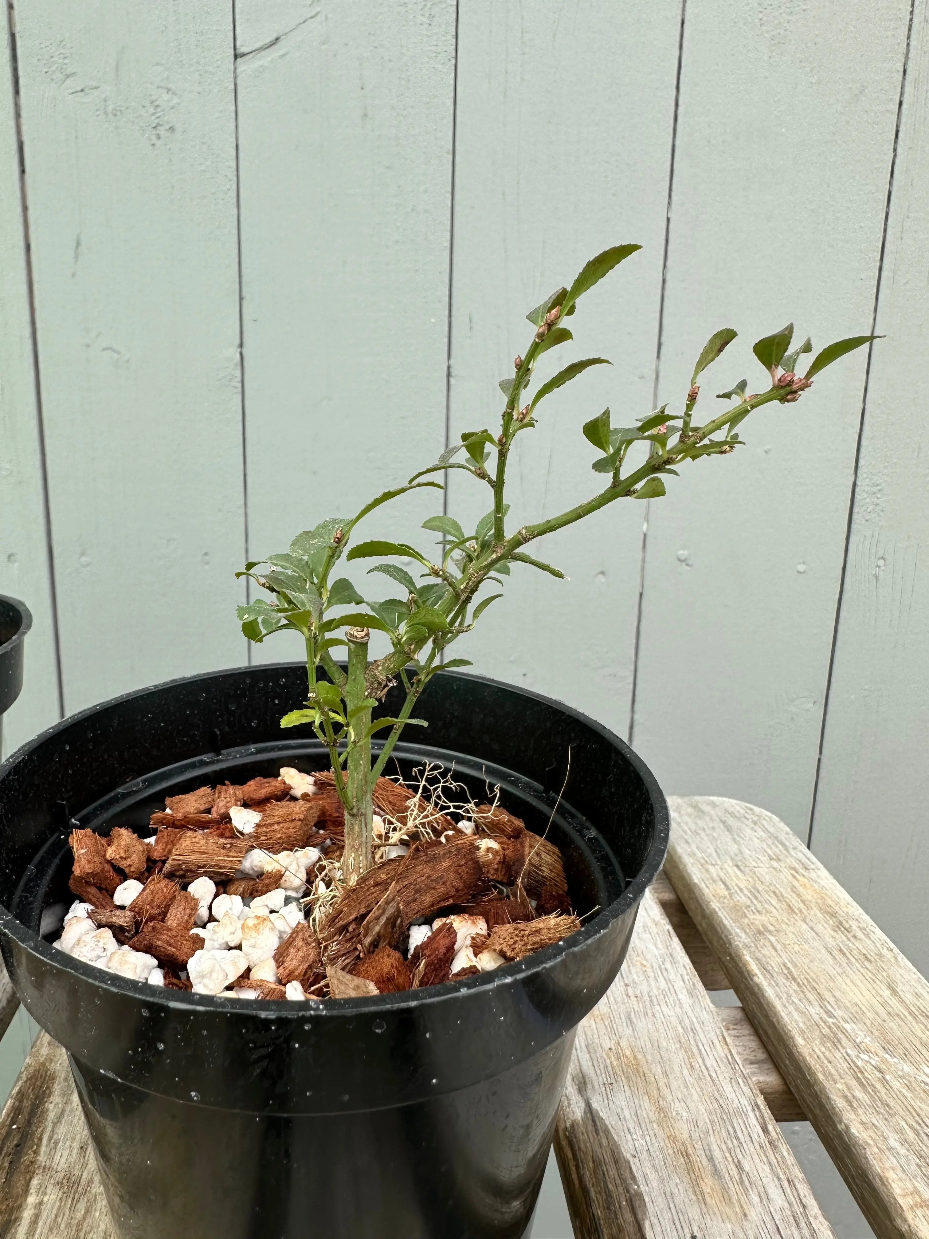 Komayumi Canada Bonsai