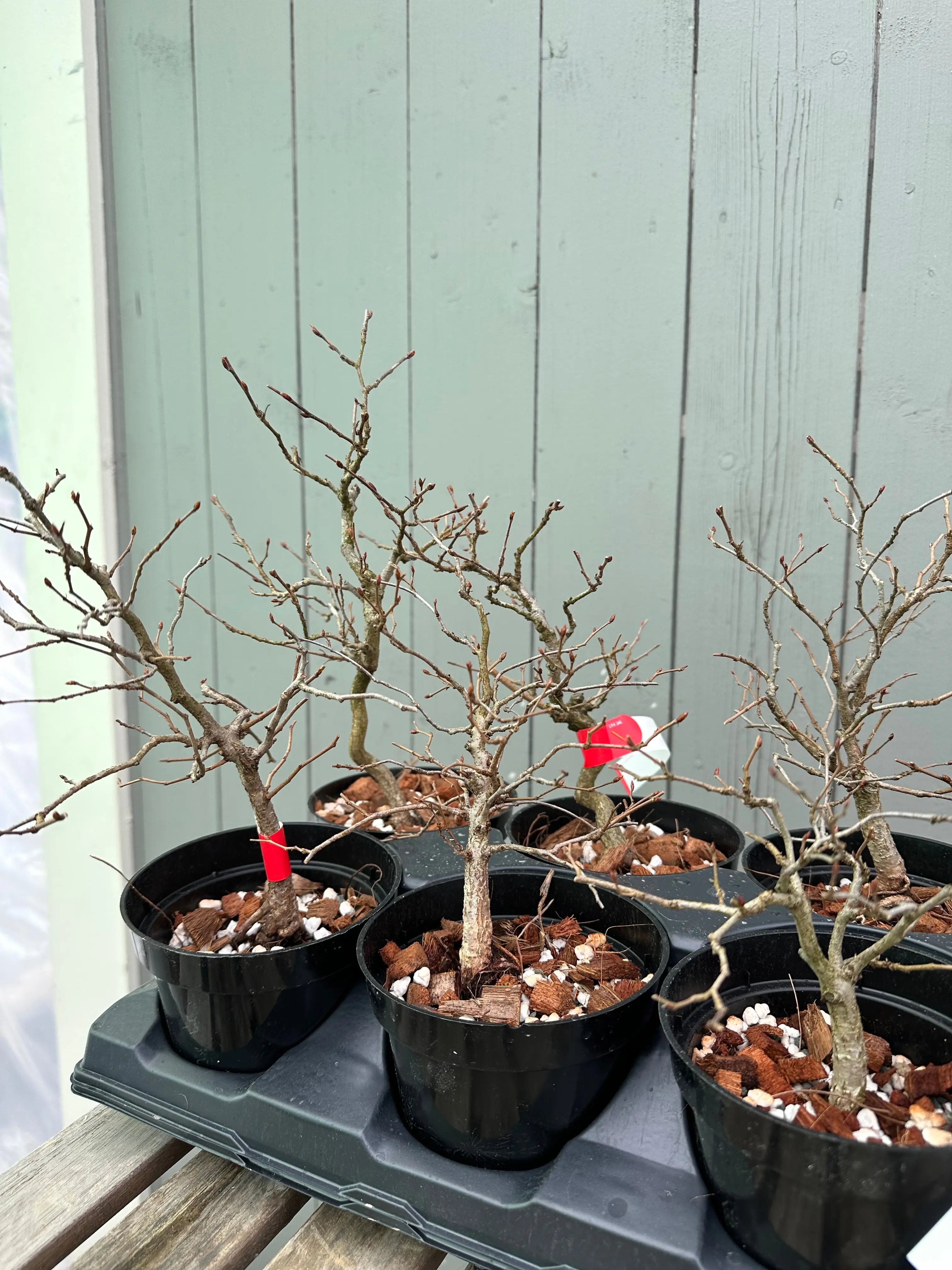 Korean Hornbeam Canada Bonsai