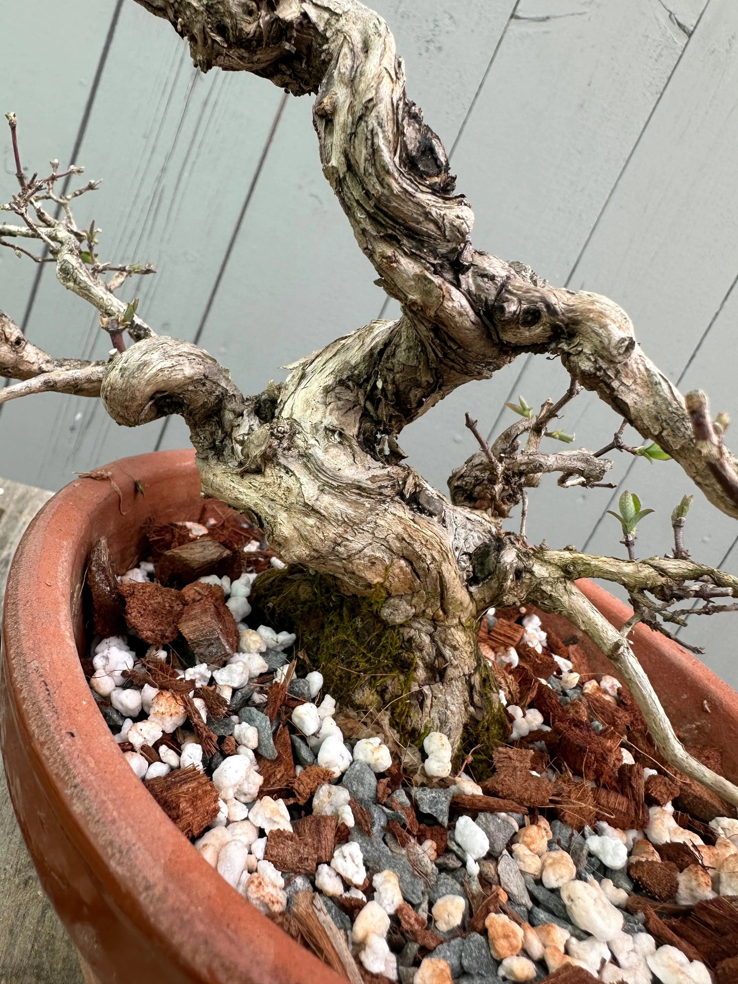 Uguisukagura Canada Bonsai