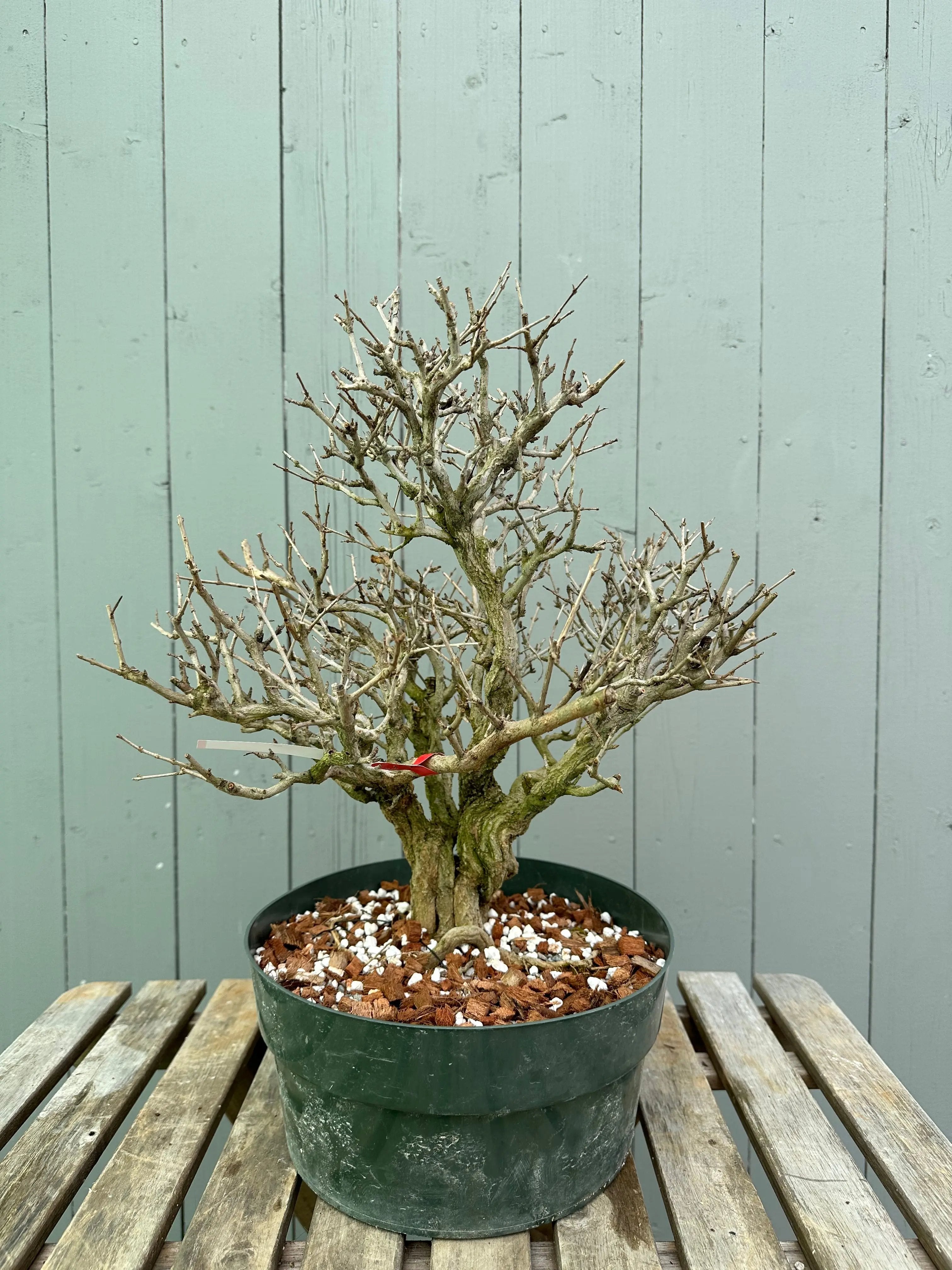 Pomegranate Neji-Kan Canada Bonsai