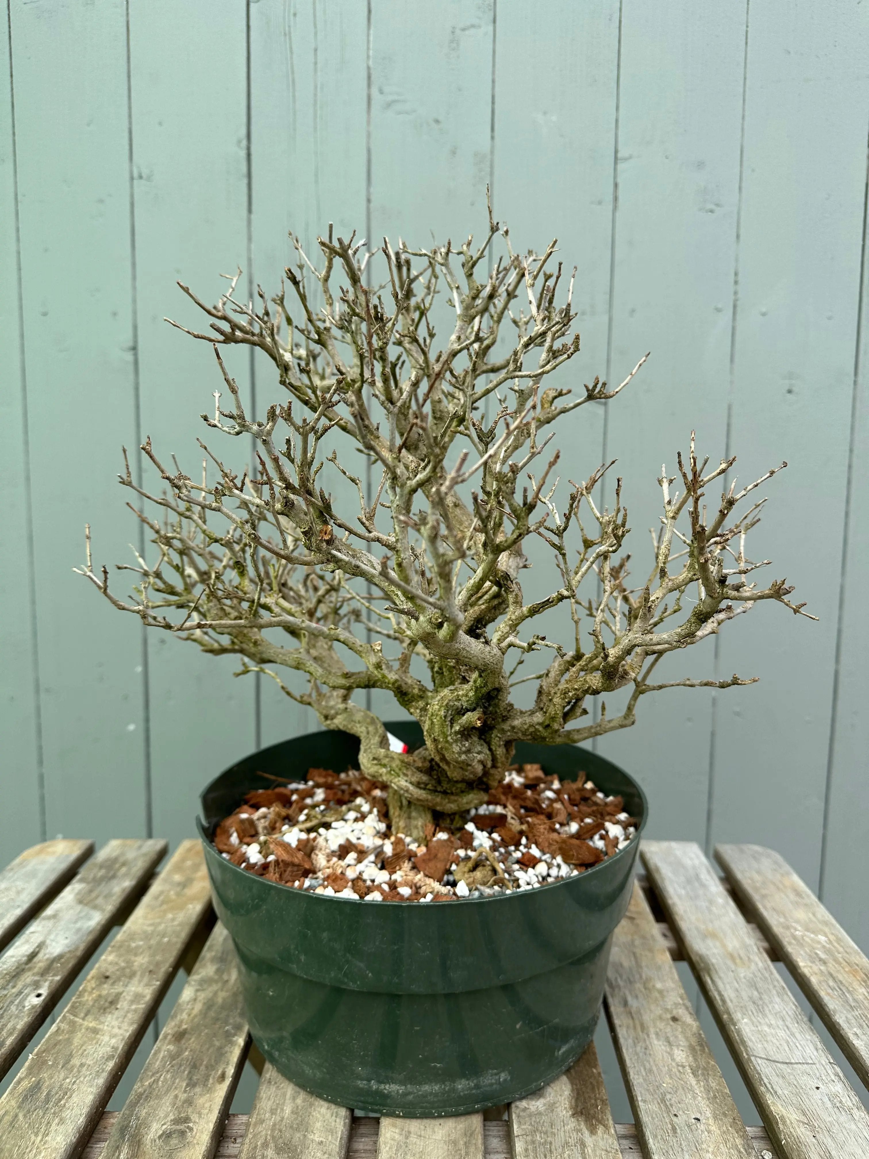Pomegranate Neji-Kan Canada Bonsai