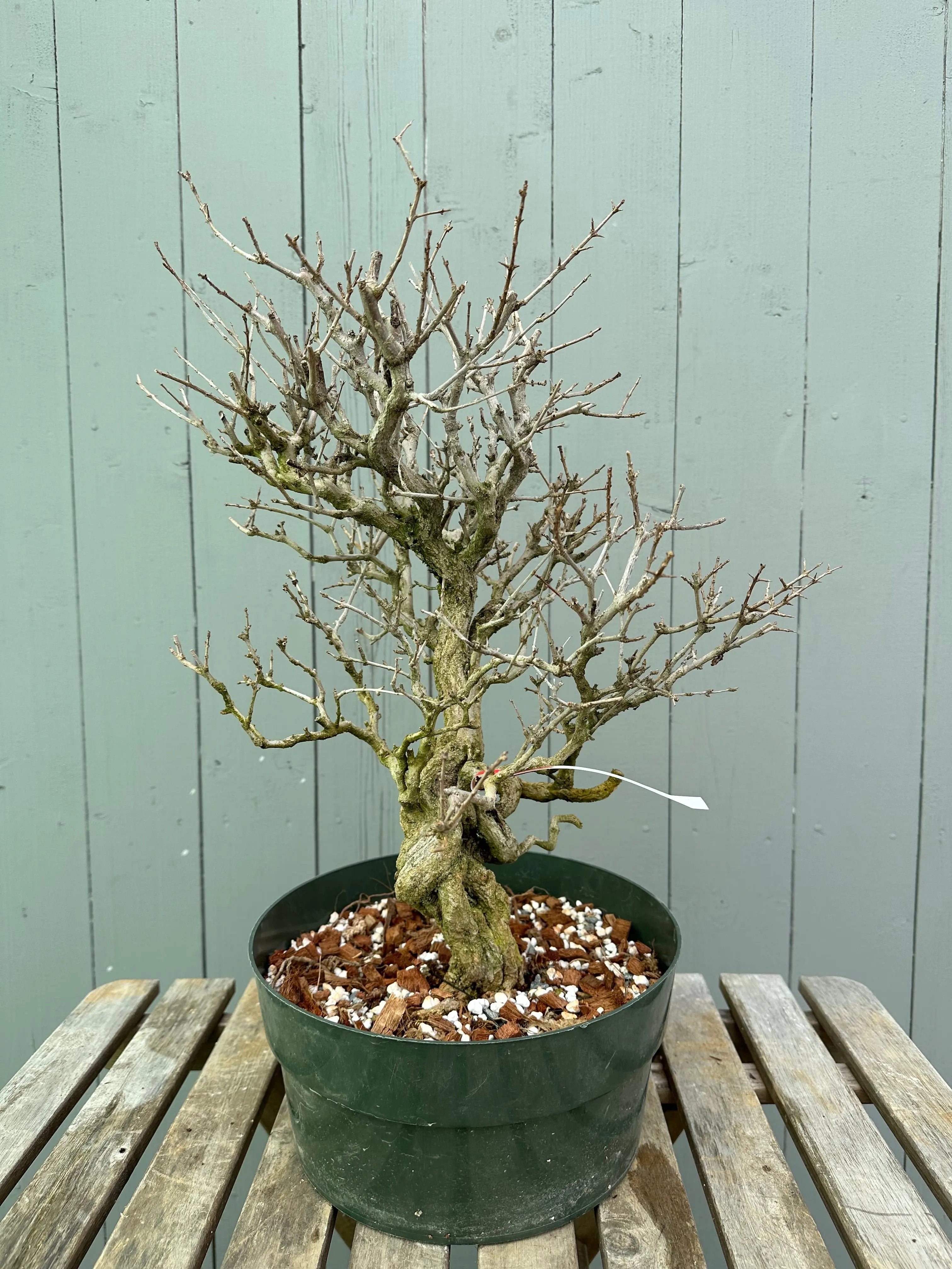 Pomegranate Neji-Kan Canada Bonsai