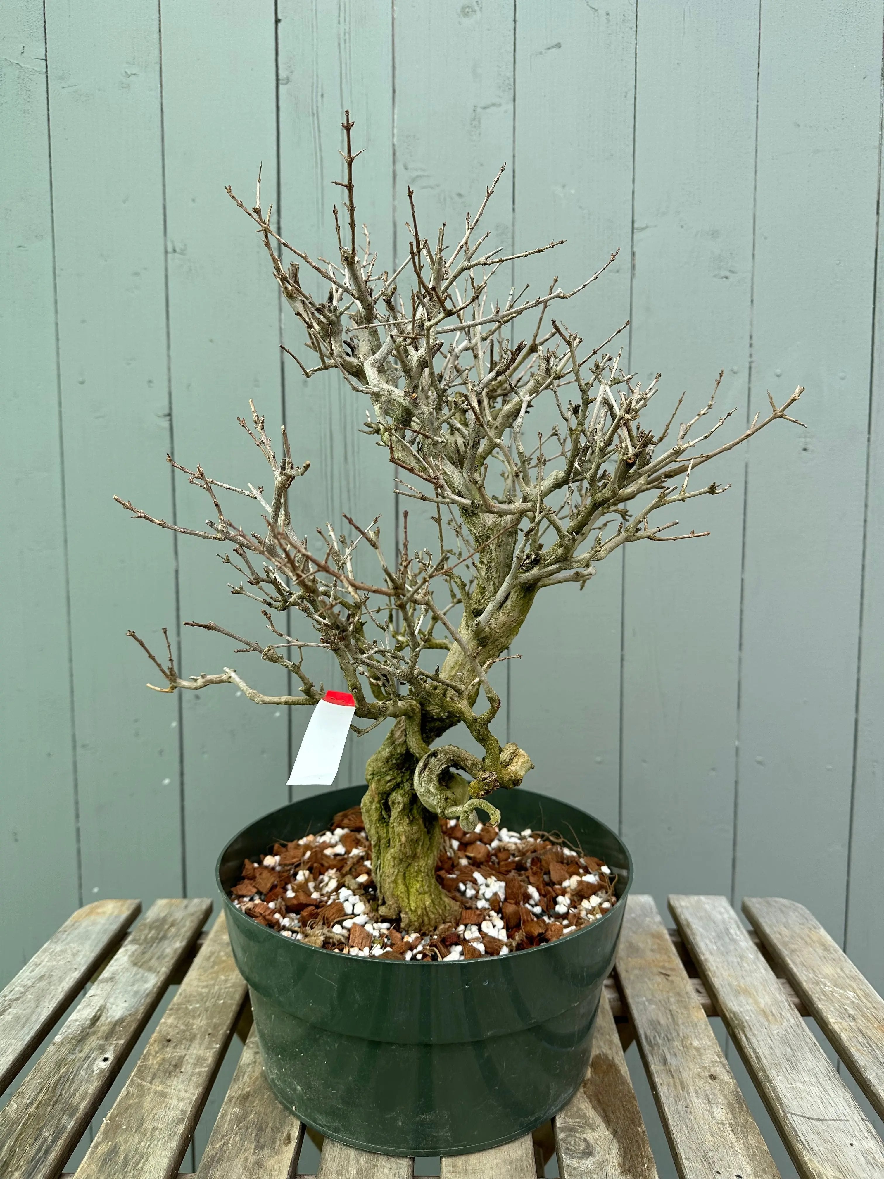 Pomegranate Neji-Kan Canada Bonsai