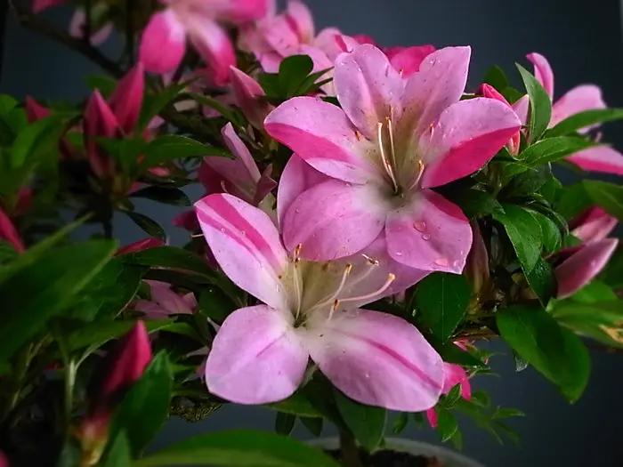 Satsuki 'Asuka-no-Homare' Canada Bonsai