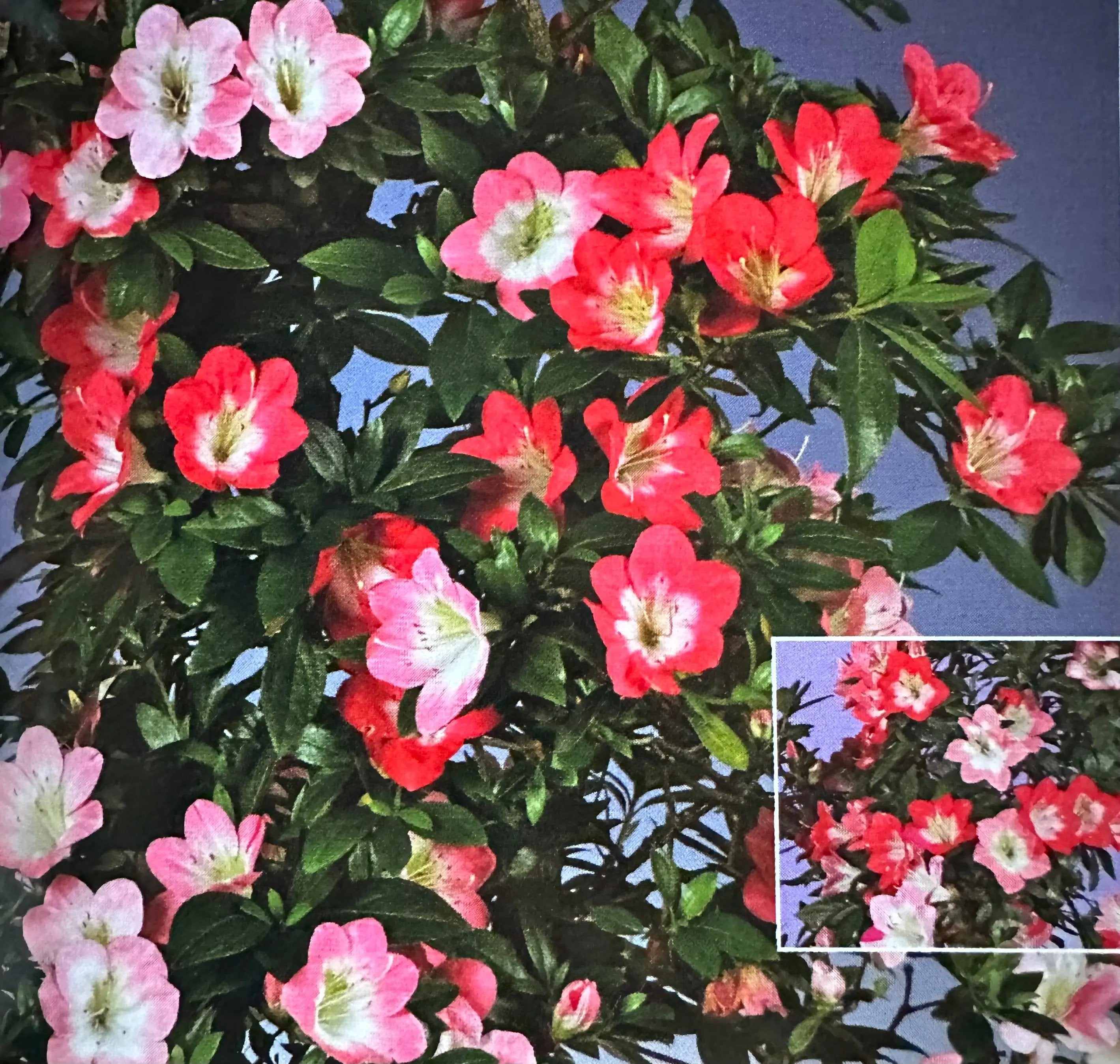 Satsuki 'Beniko' Canada Bonsai