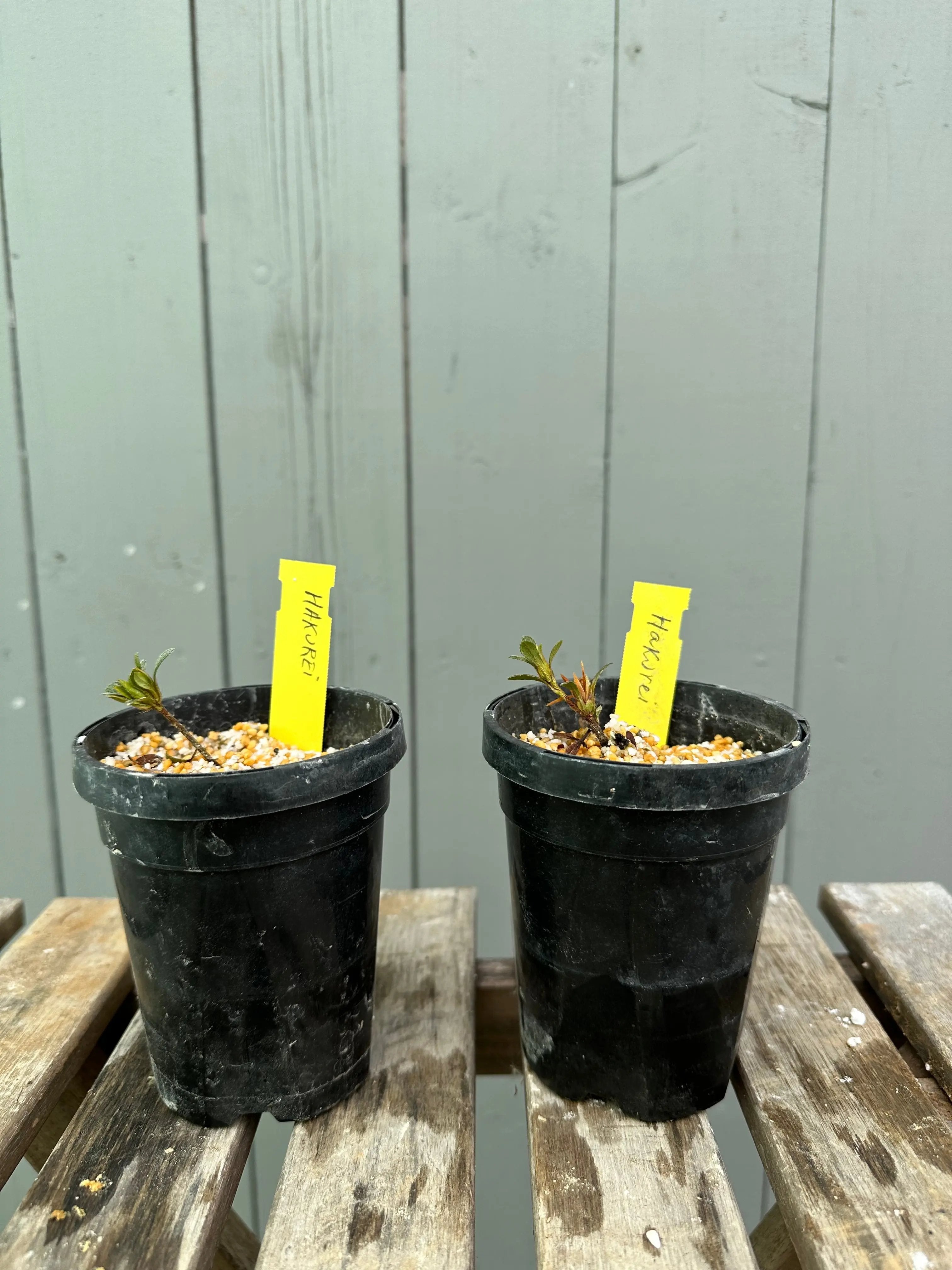 Satsuki Azalea 'Hakurei' Canada Bonsai