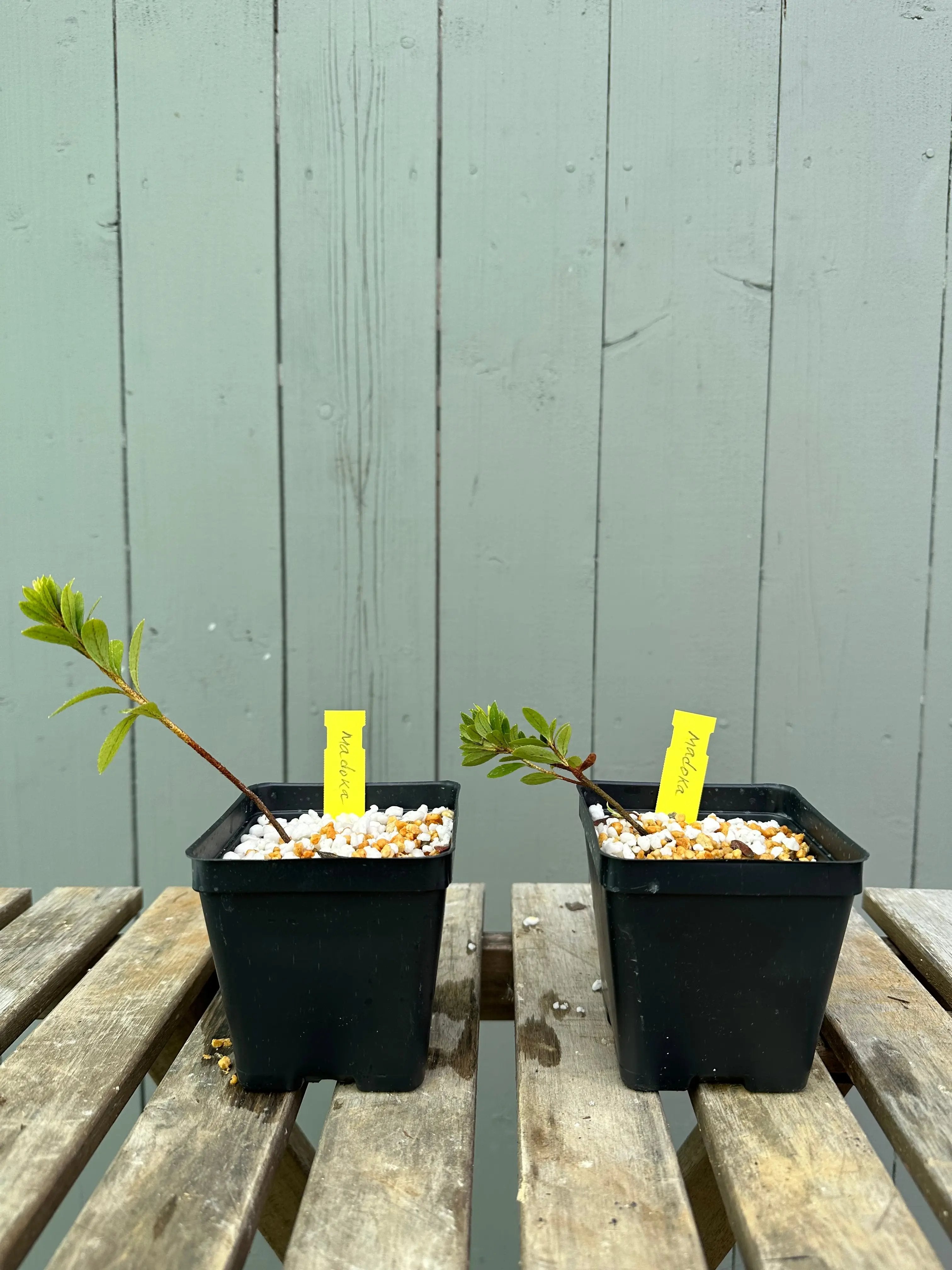Satsuki Azalea 'Madoka' Canada Bonsai