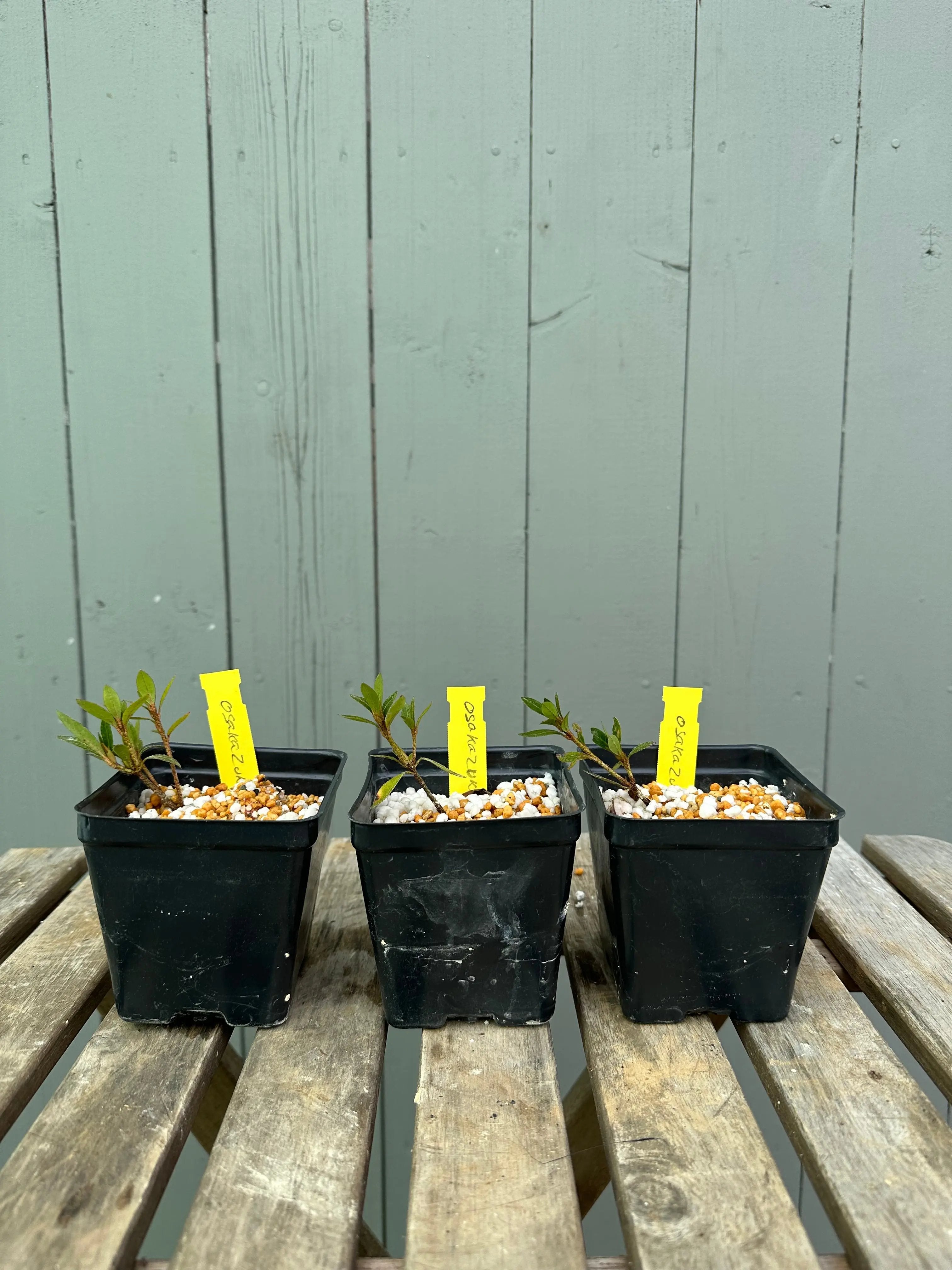Satsuki Azalea 'Osakazuki' Canada Bonsai