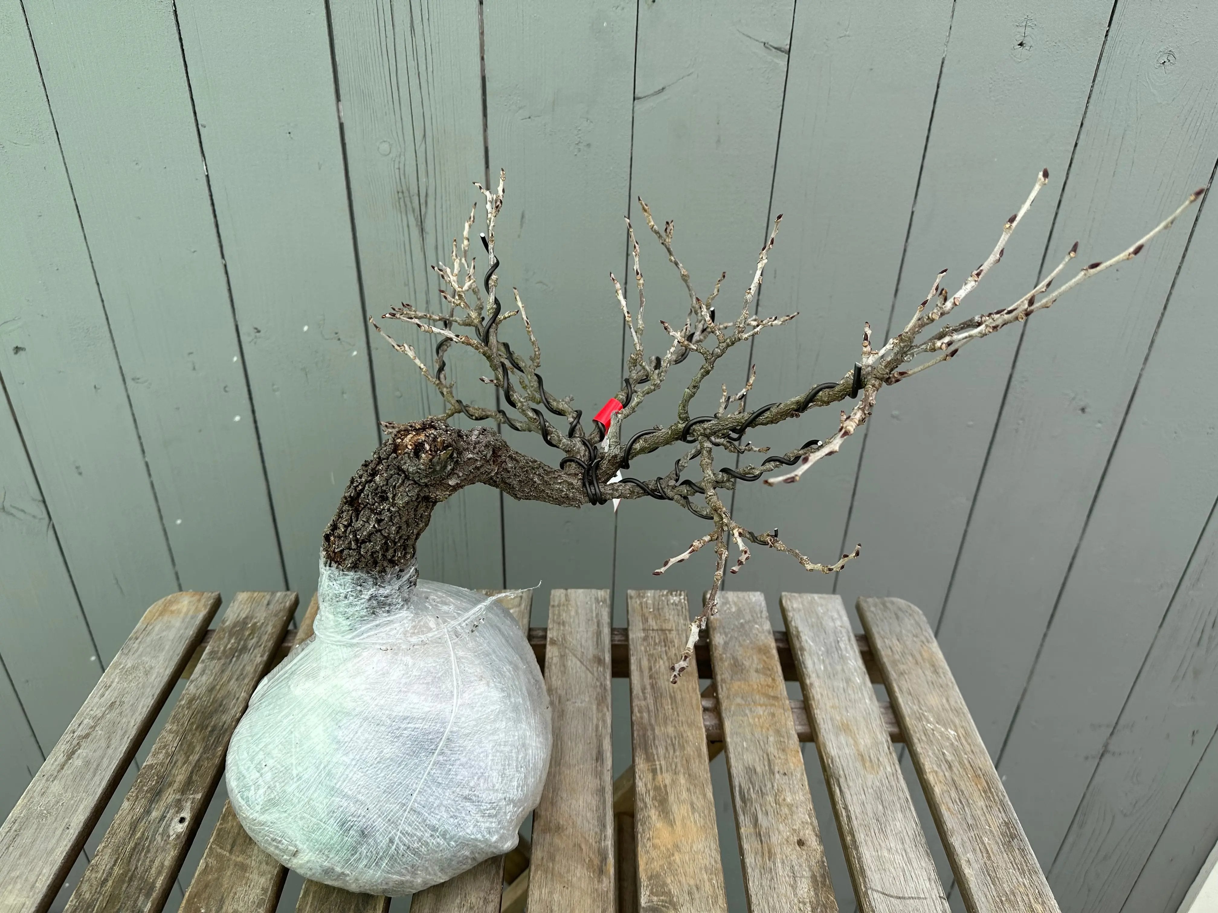 Wisteria floribunda Canada Bonsai