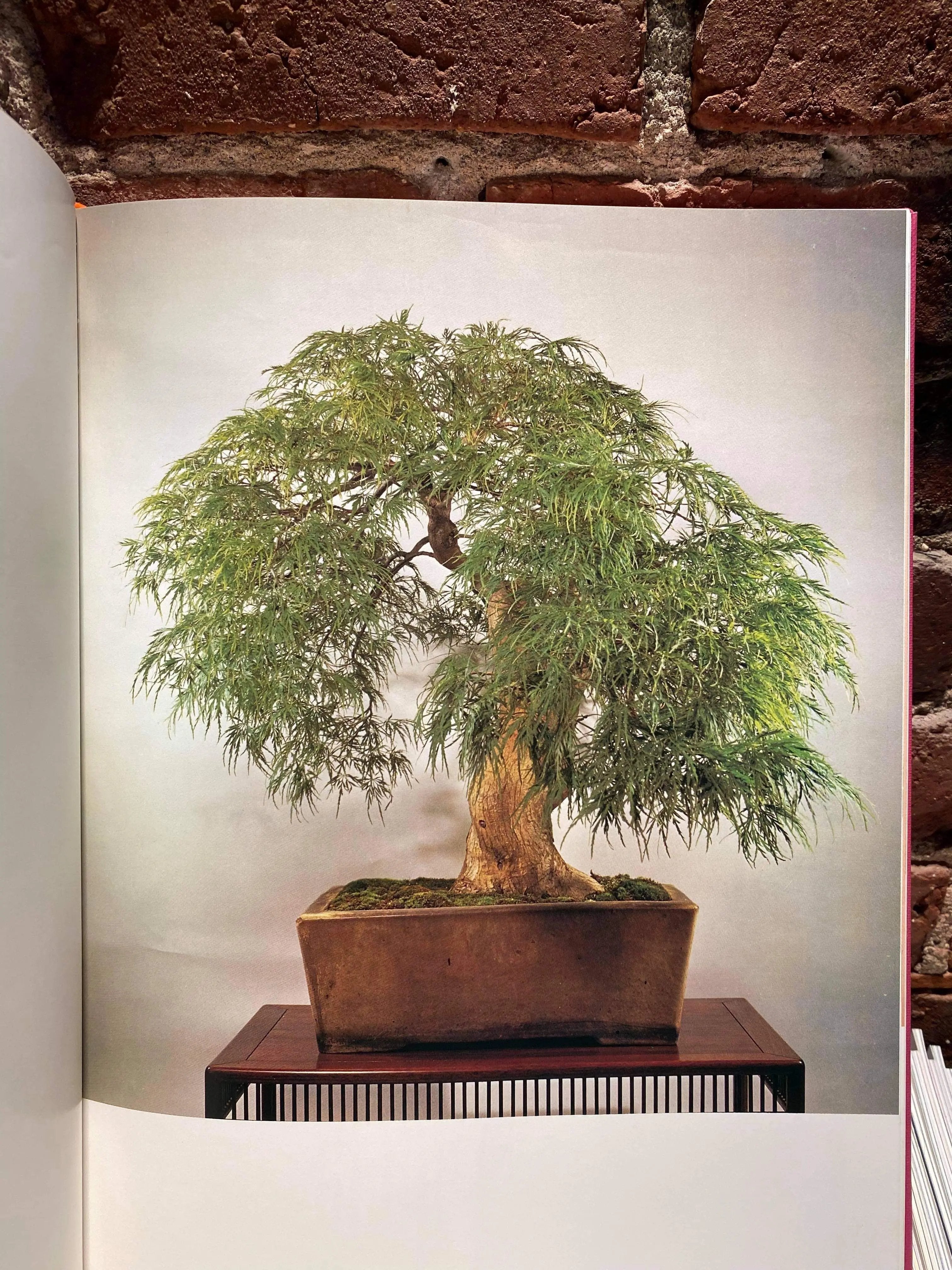 Broad Leaf Bonsai Masterpiece (signed) CB Books