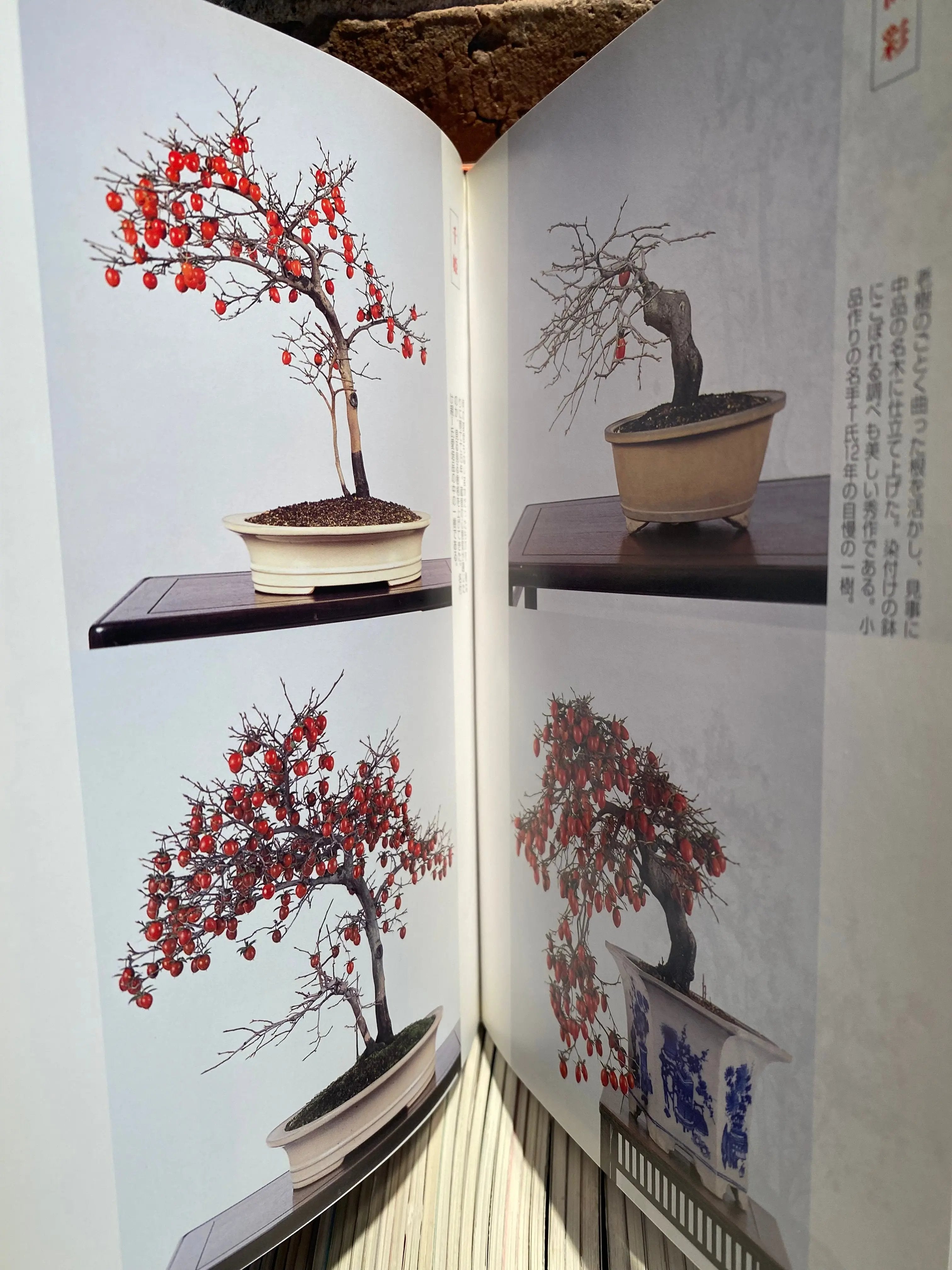 HIME GAKI (Persimmons) CB Books